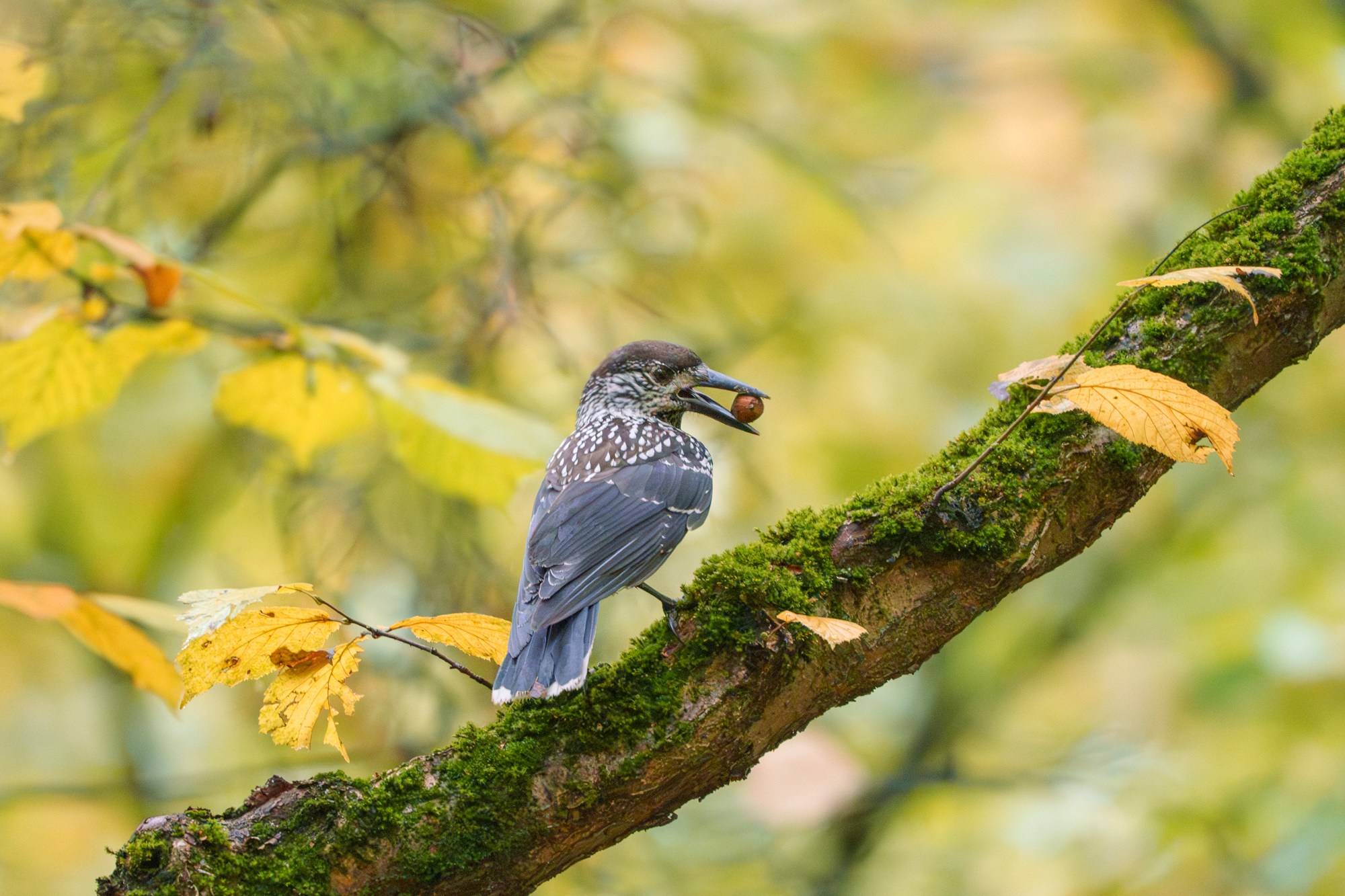 Удивительные мир птиц. Вокруг нас столько прекрасного — присмотритесь!. Ваш личный фотограф Марина Волкова