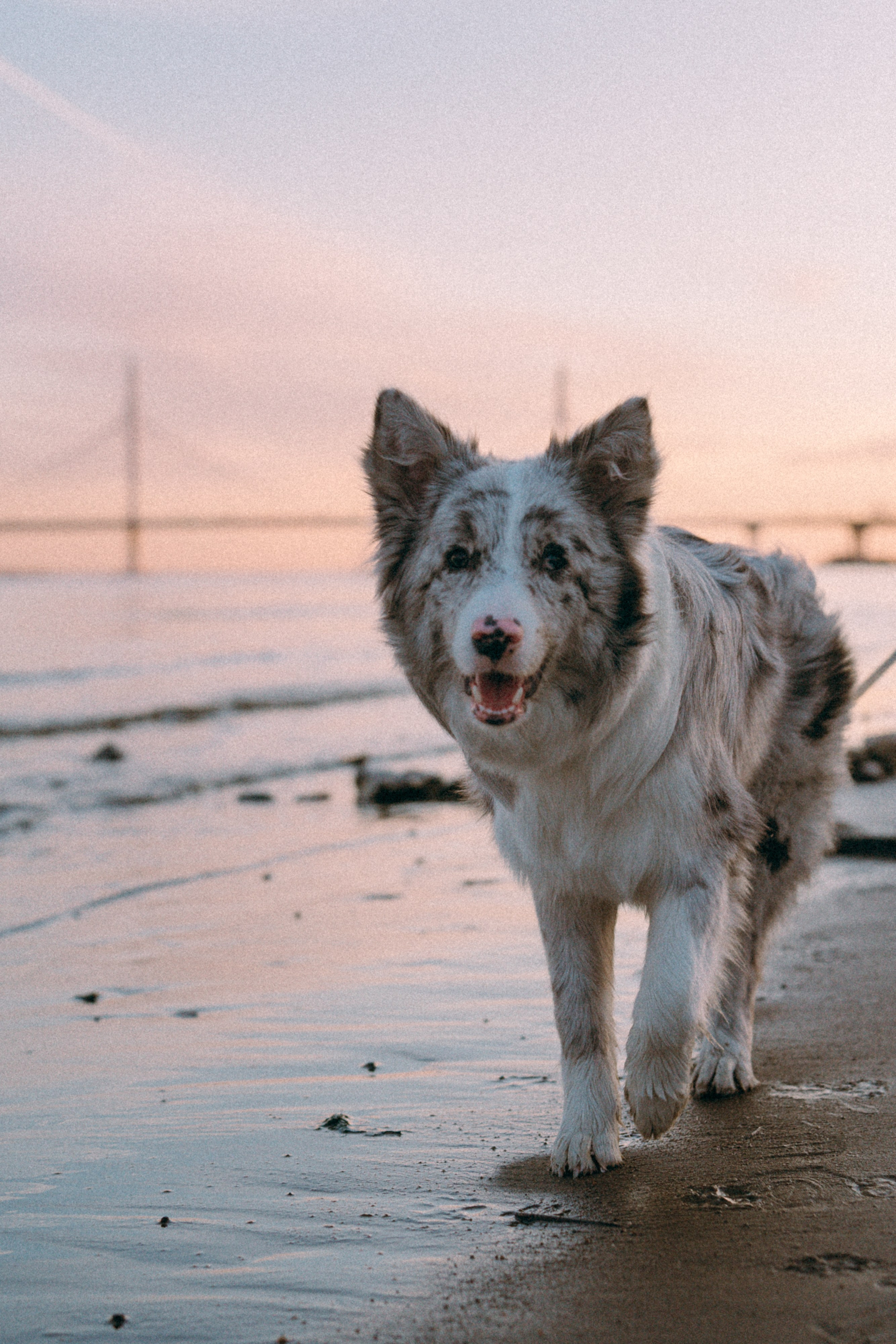Света, Катрин и Умка. Фотограф анималист в Москве и Санкт-Петербурге Свиридова Анна