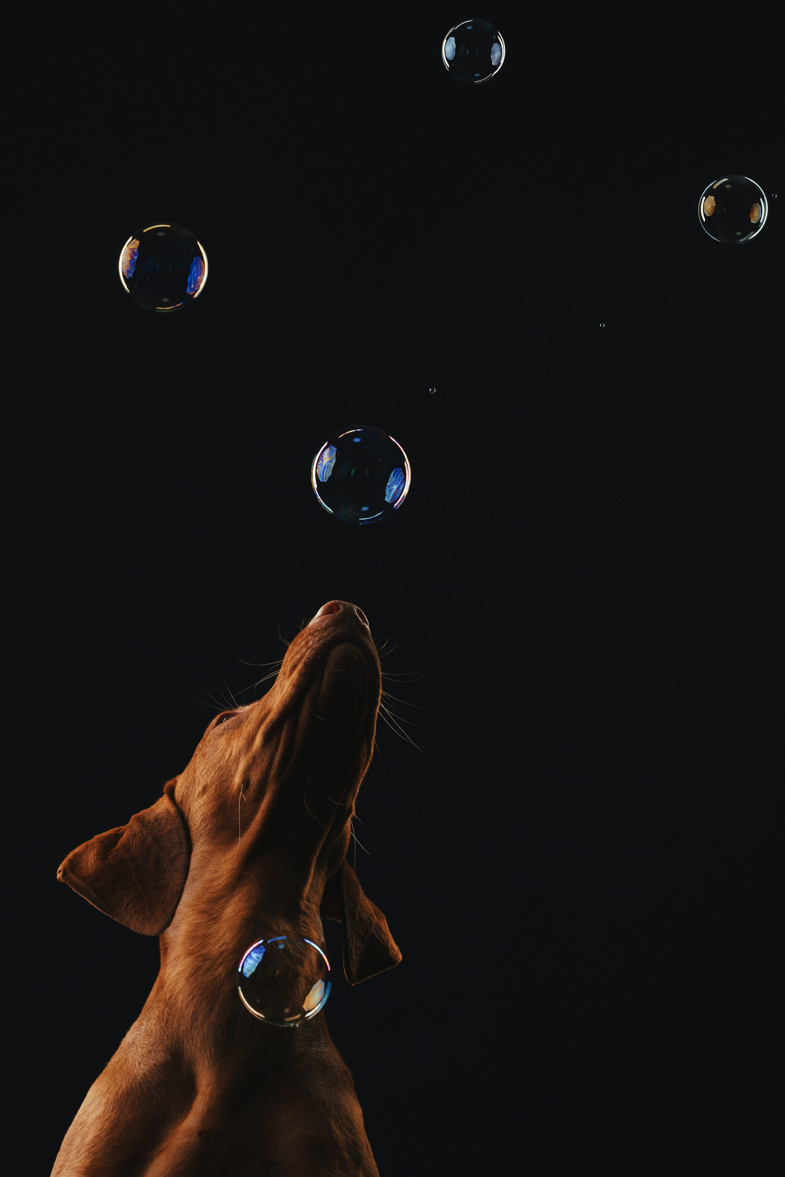 Выжла Гая. Фотограф анималист Осипчикова Мария