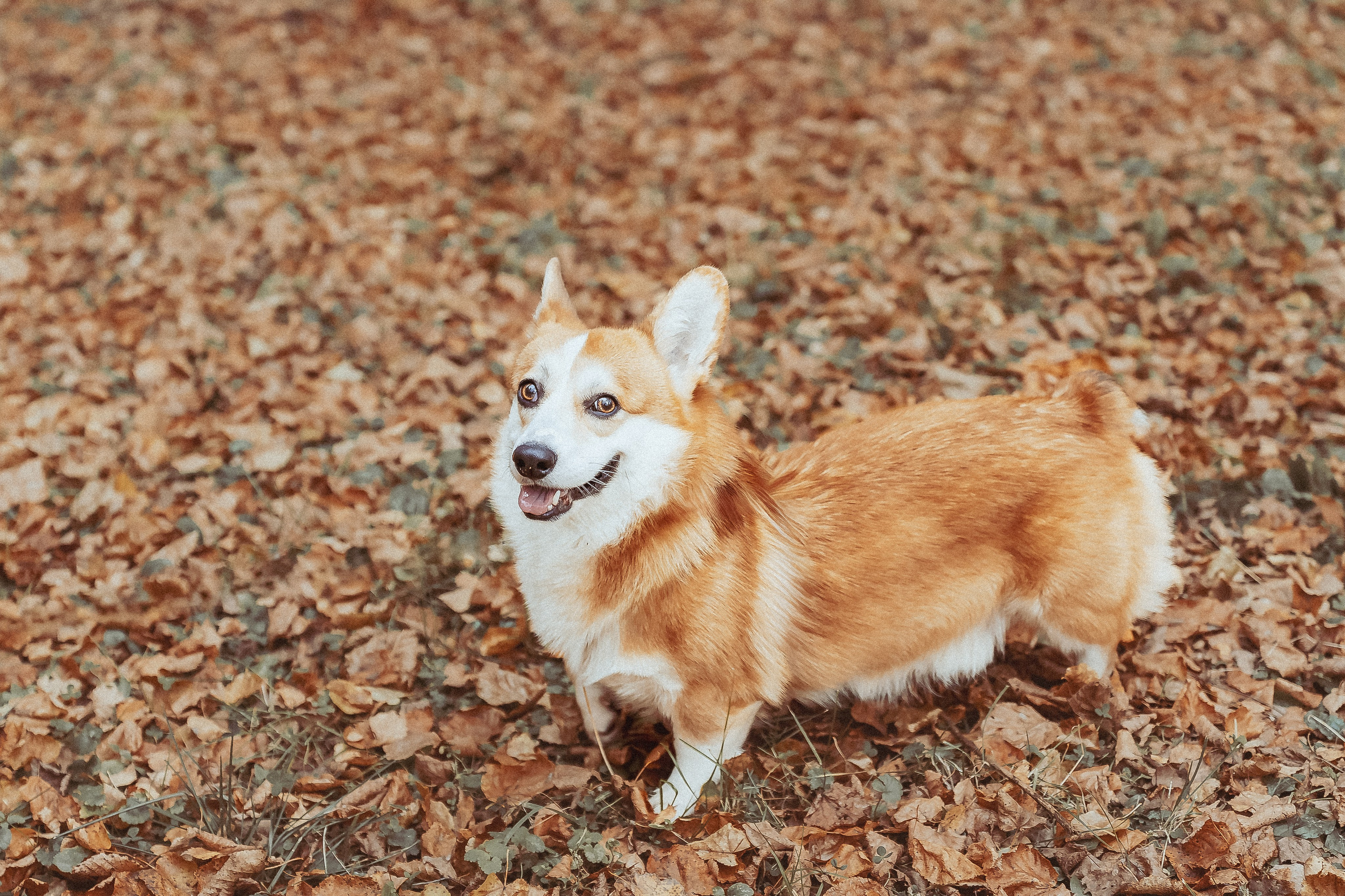 Уютная семейная фотосессия Натальи. Фотограф Евгений Егоров