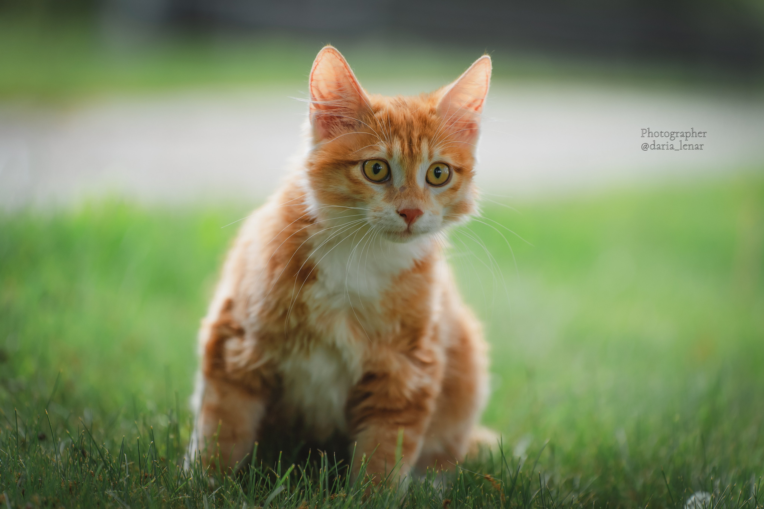 Питомник Курильских бобтейлов. Фотограф в Москве Ленарская Дарья
