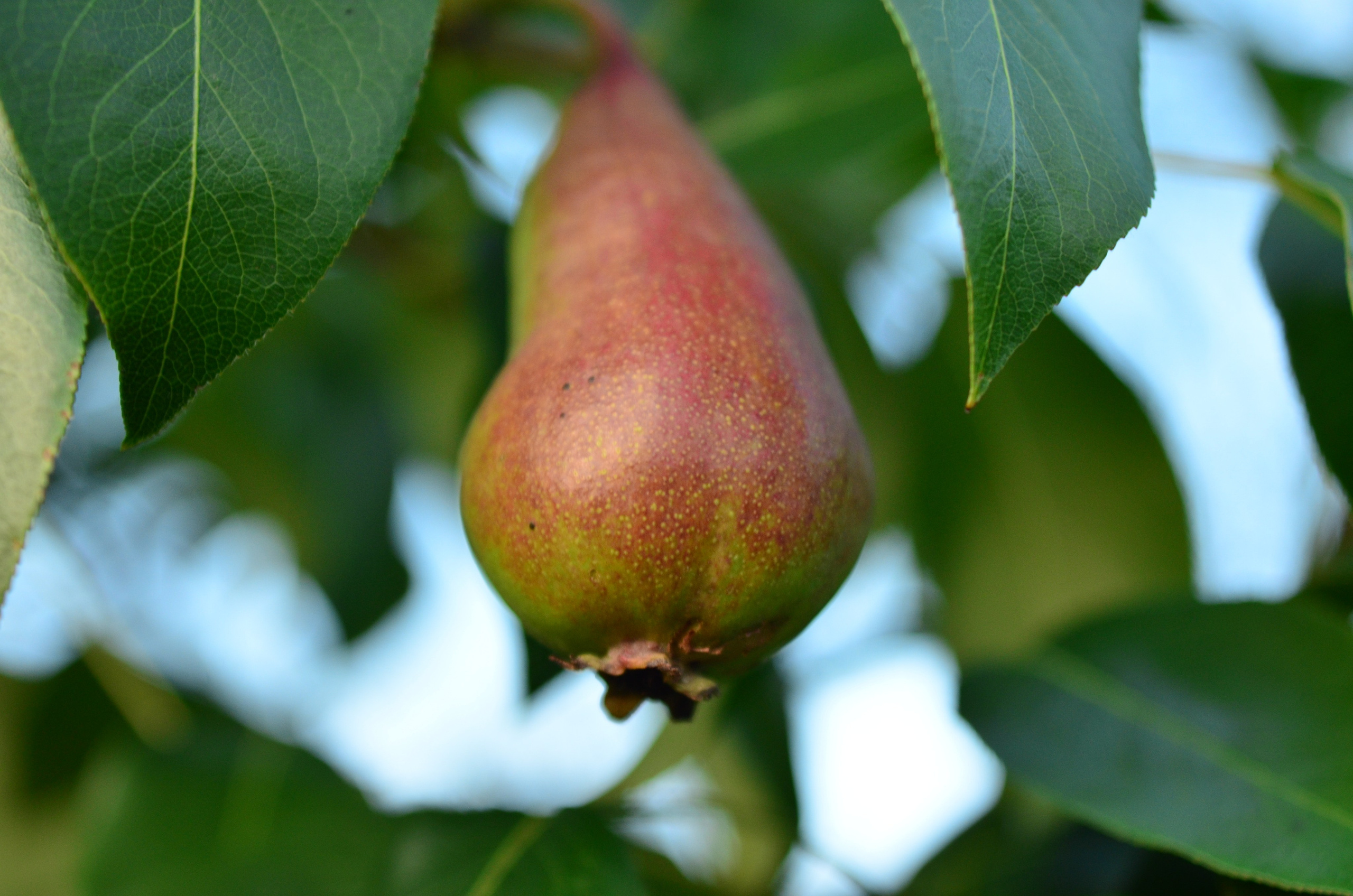 Дары природы. Фотограф viktor viktor