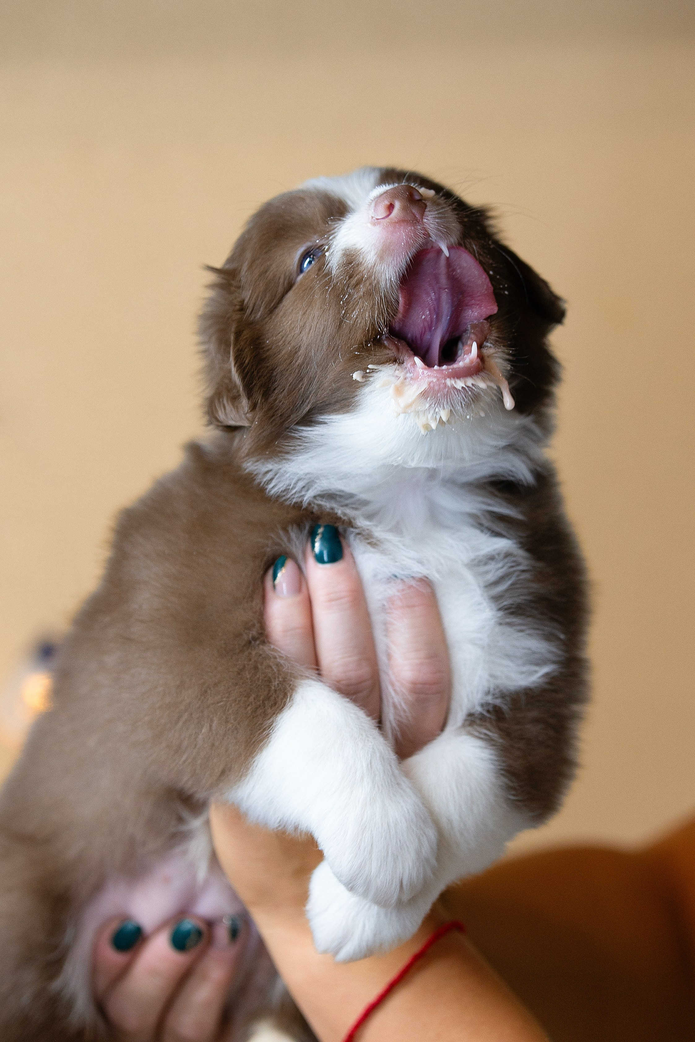 Заводчик Ольга Тутлова. Творческий фотограф Вологда