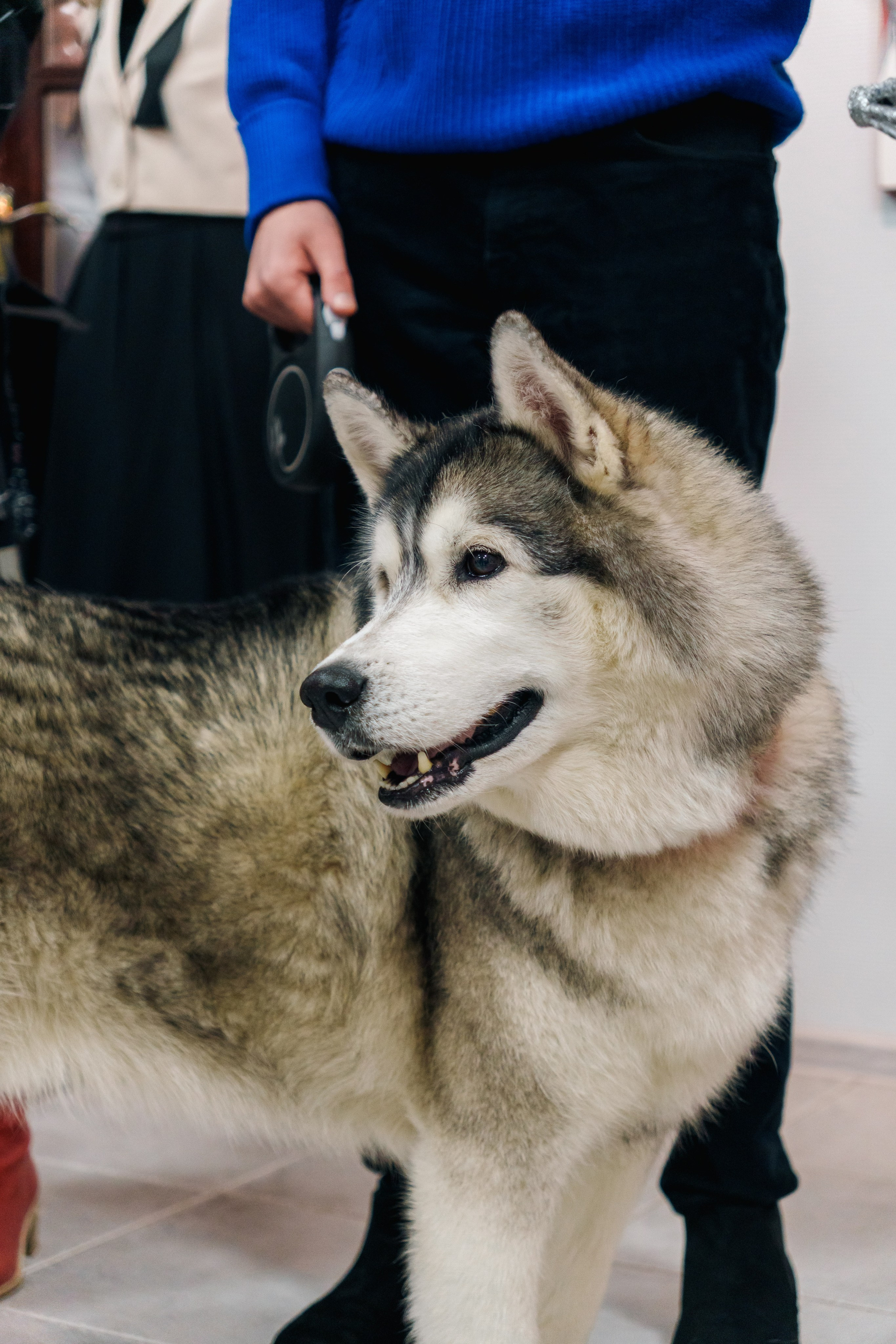 Открытие 11 фестиваля анималистики «Зооарт». Фотограф в Санкт-Петербурге Ибрагимова Алина