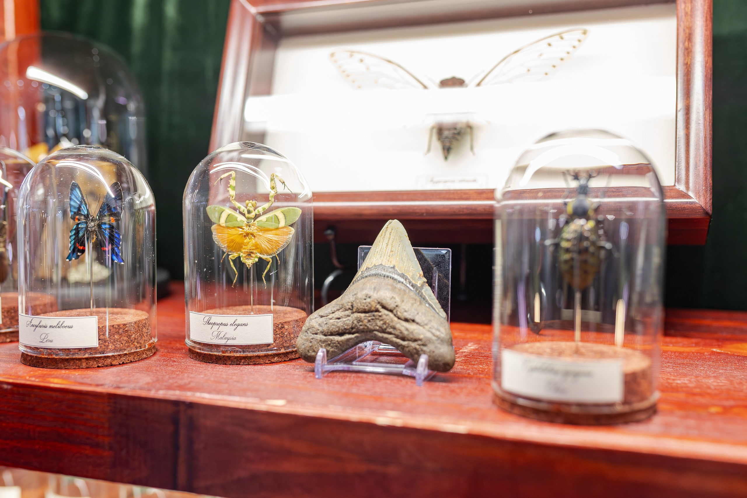 Монстериум апрель 2026. Александра Куликова фотограф, Москва