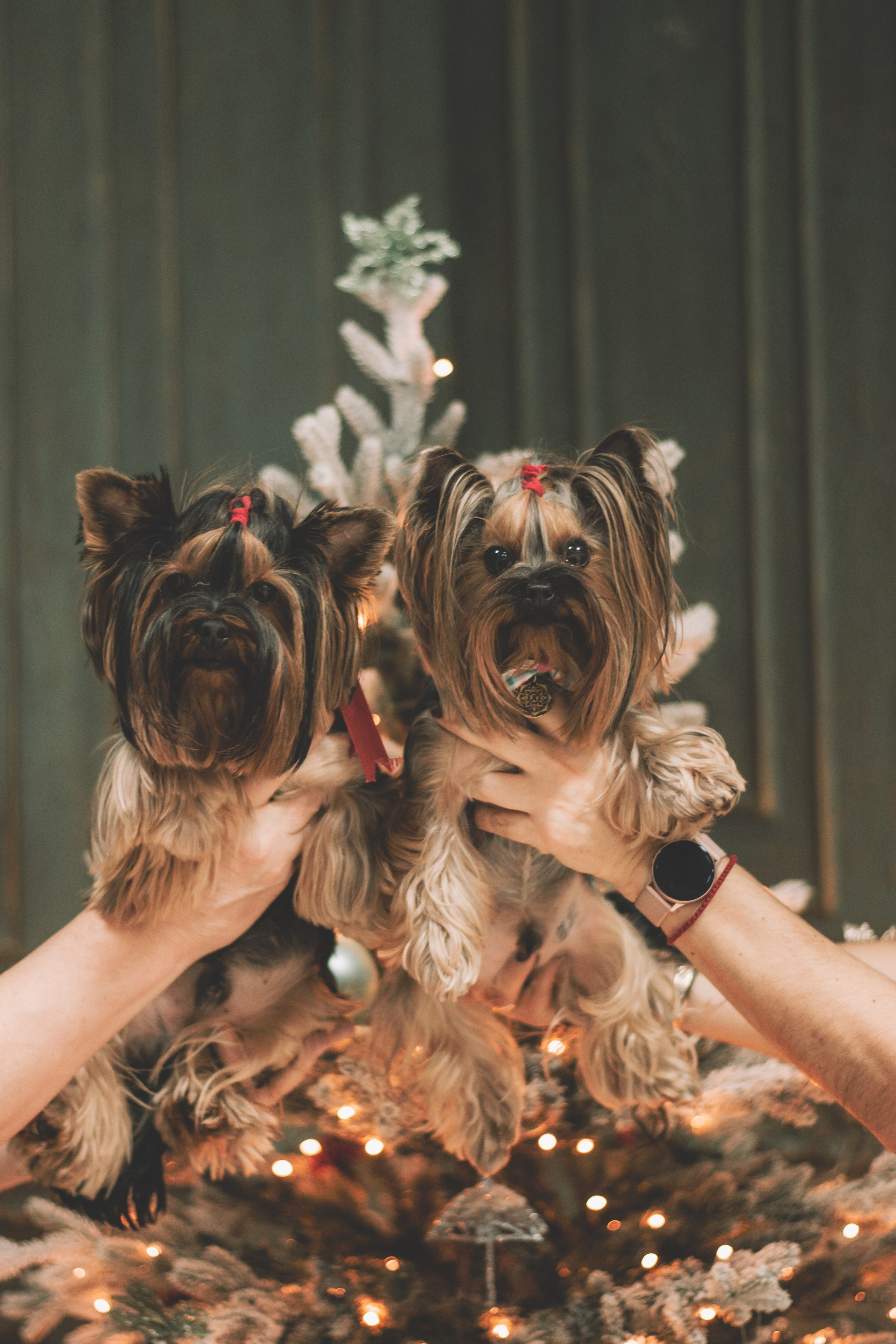 Новогодний фотодень. Семейный и свадебный фотограф Губкинский и Ставрополь