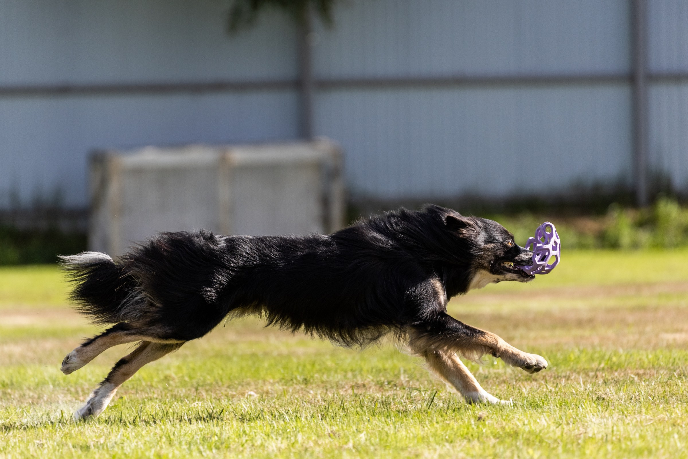 Дог-фризби. Irenephoto.ru