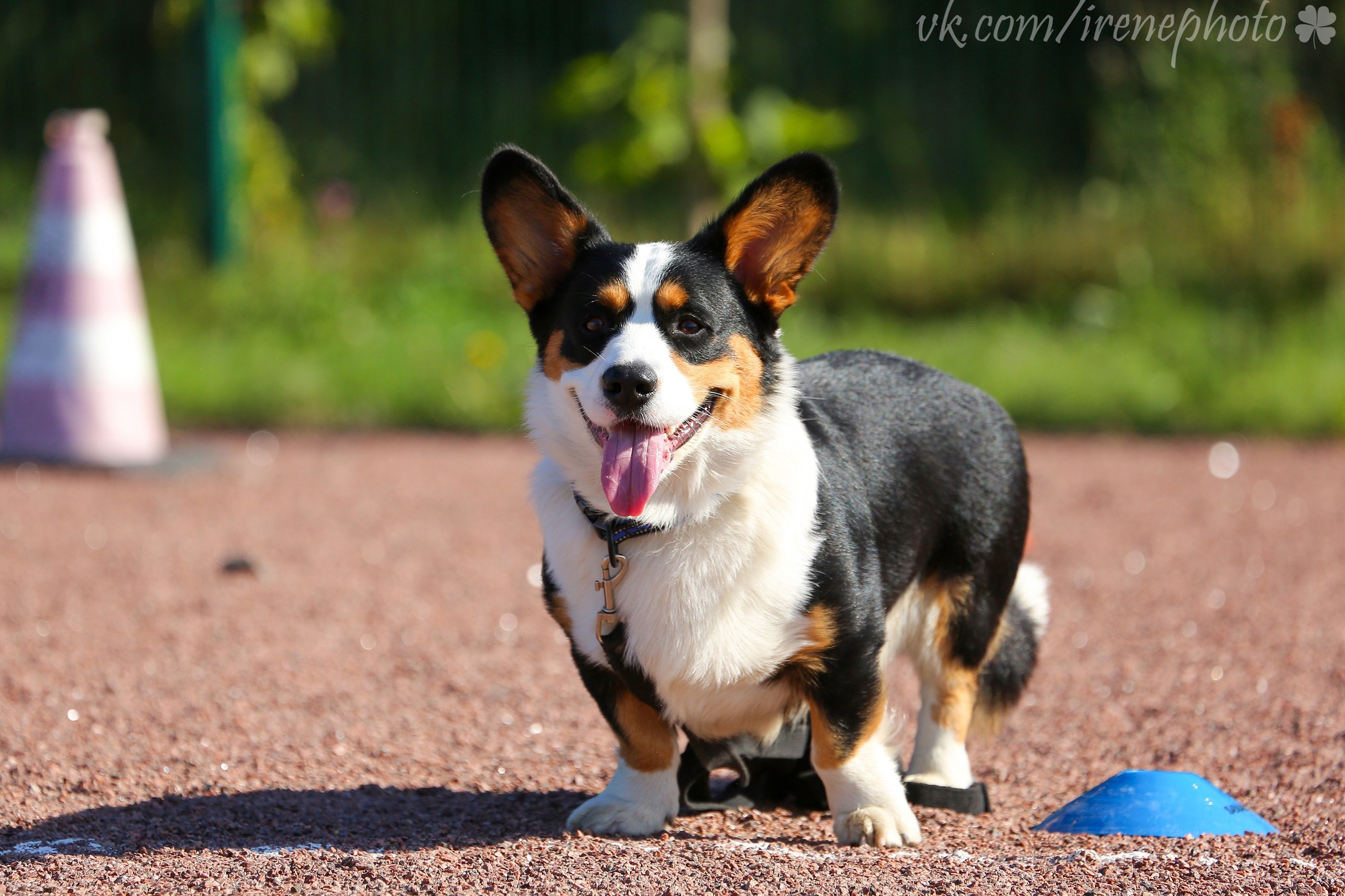 Остановка из движения. Irenephoto.ru