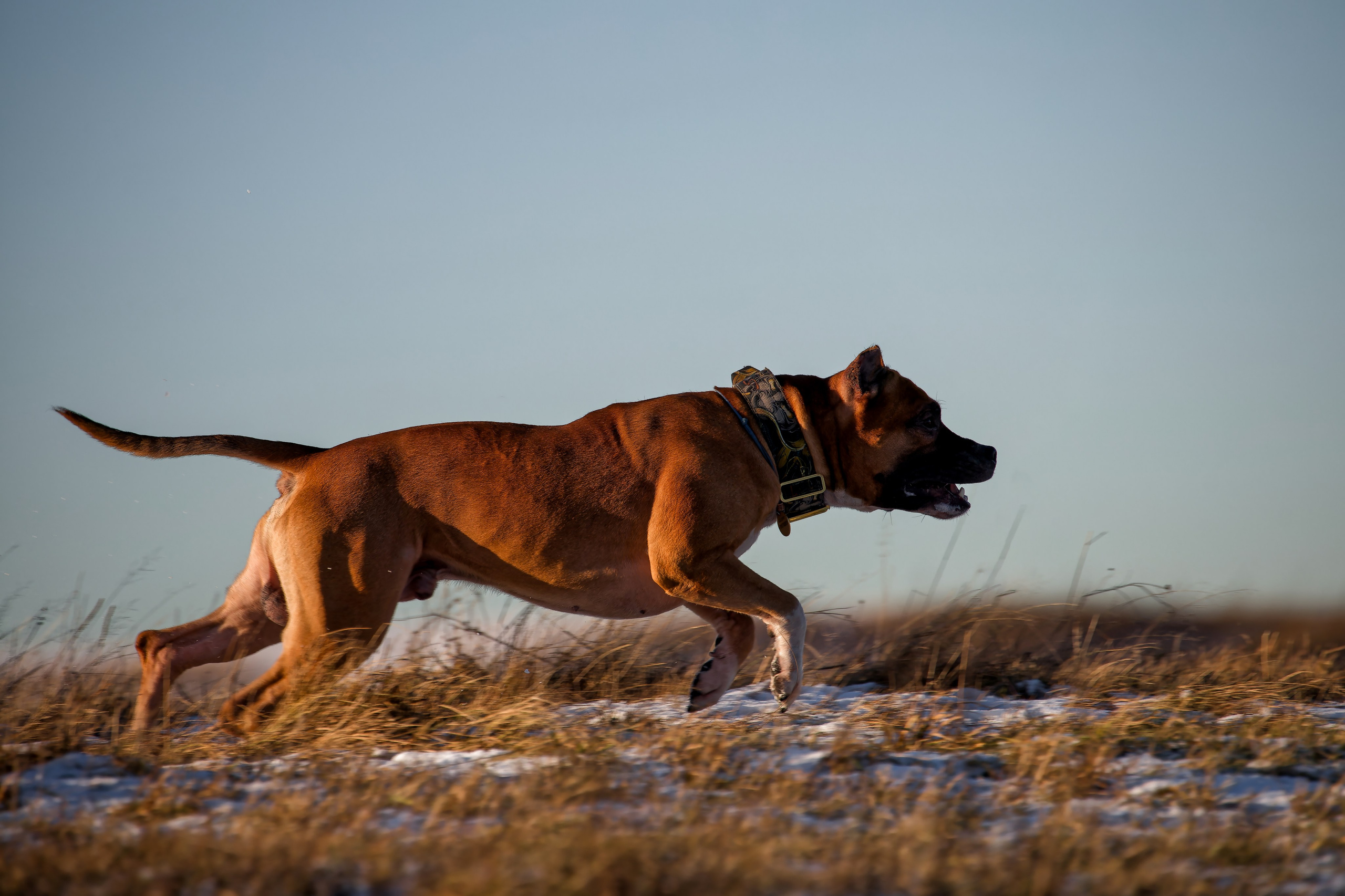 Собаки в движении. Irenephoto.ru