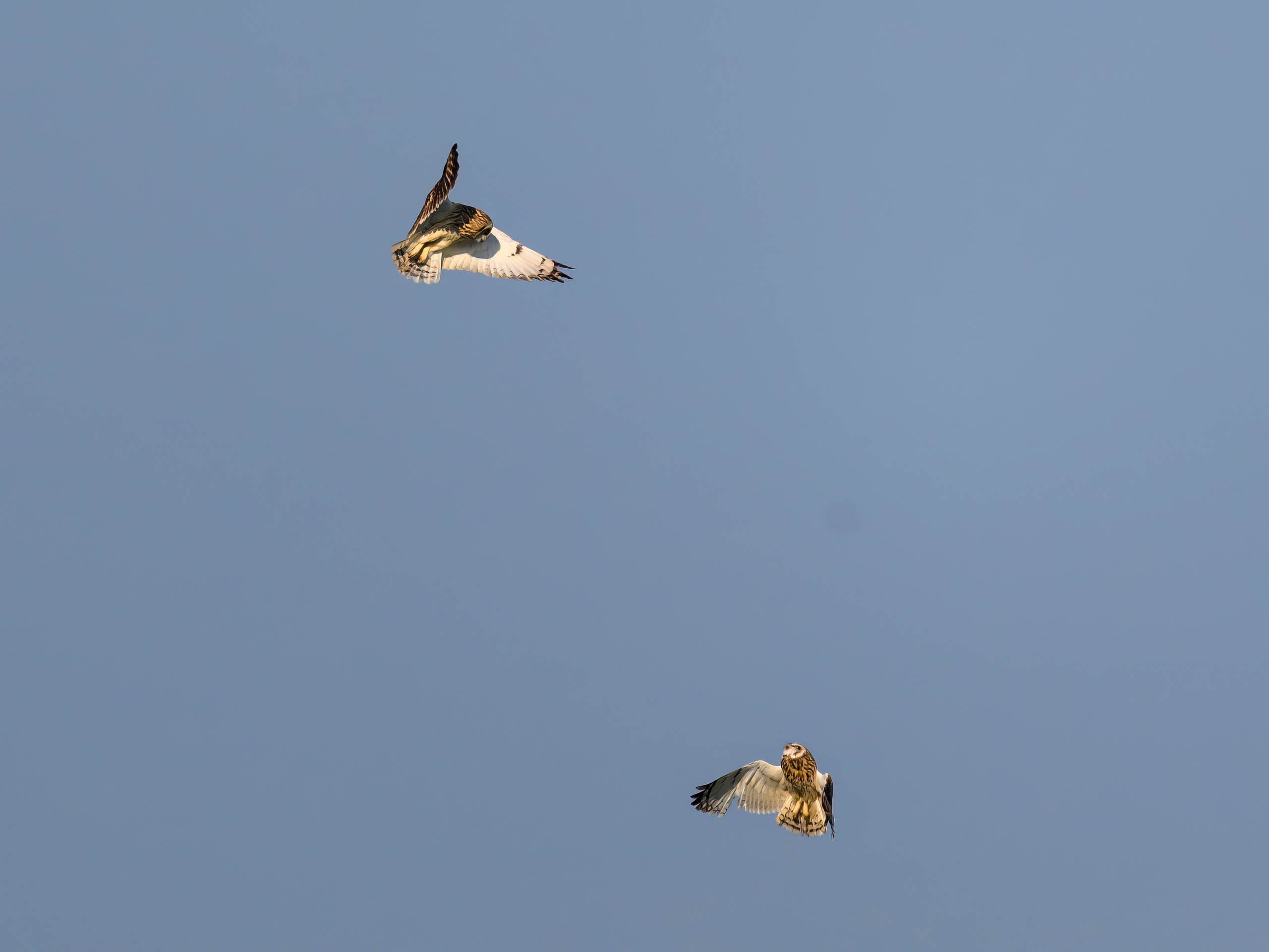 Совы делят территорию. Фотограф Сергей Пупонин