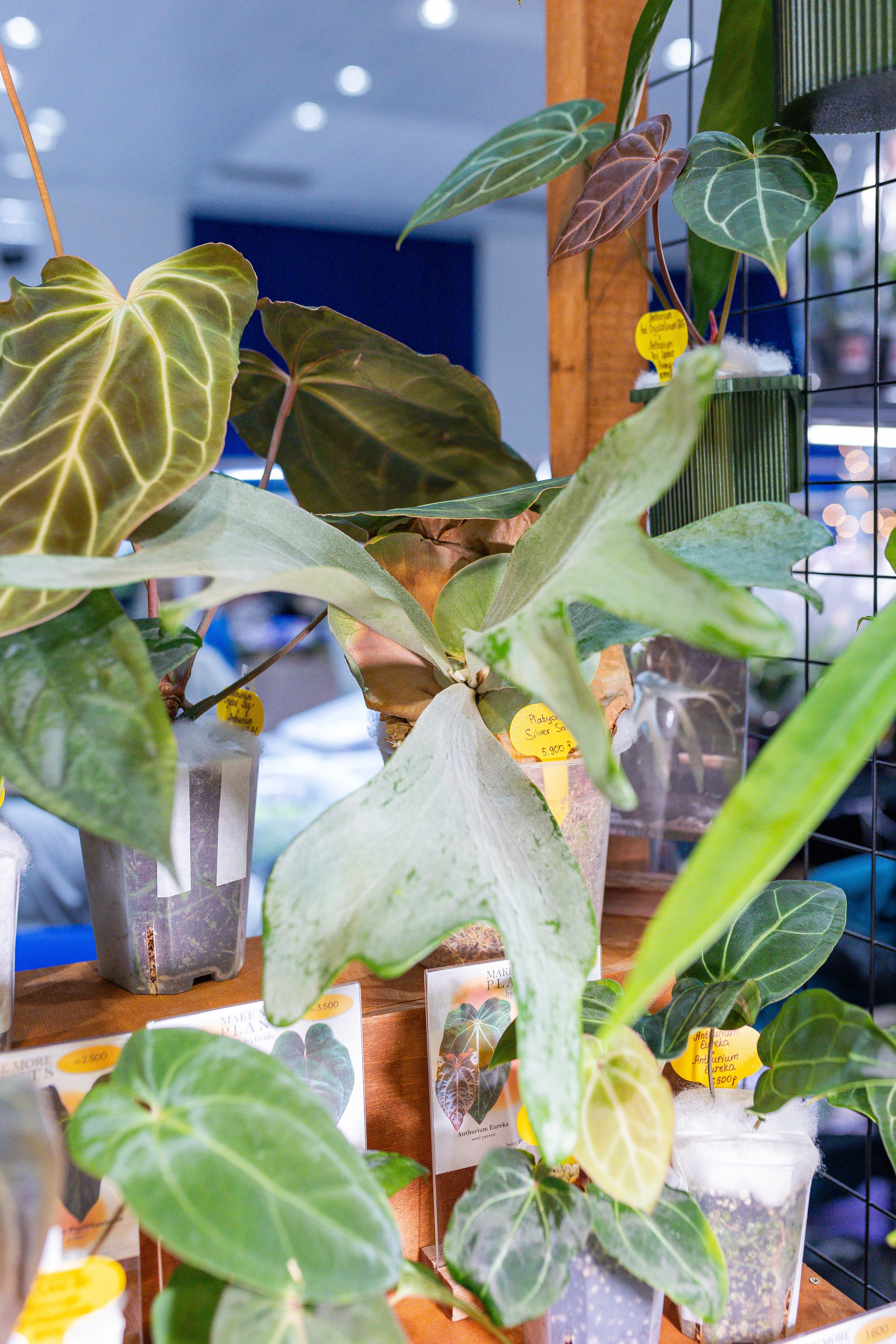 Орхидиум 12.2025. Александра Куликова фотограф, Москва