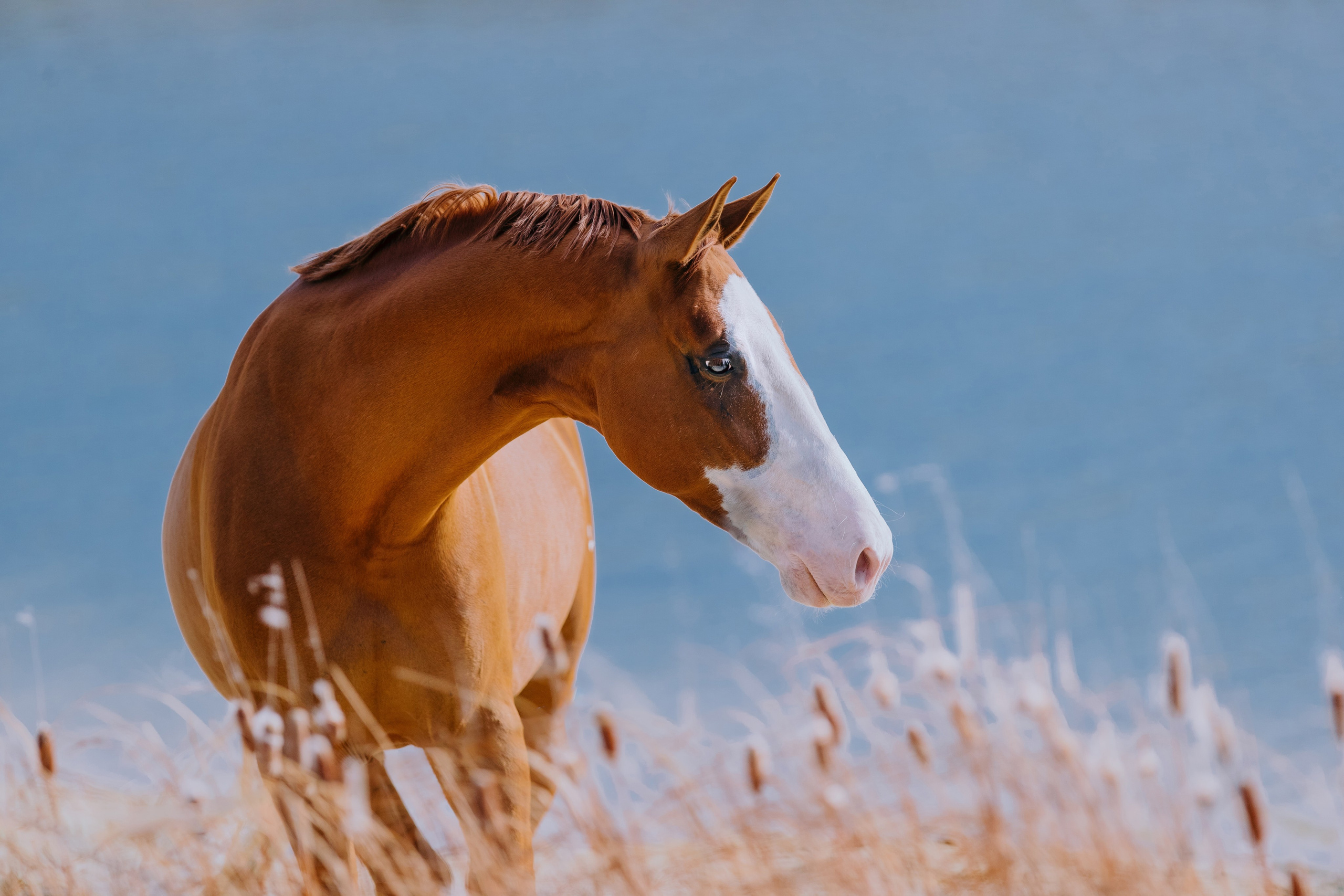 На природе. Фотограф-анималист Ксендзова Кристина