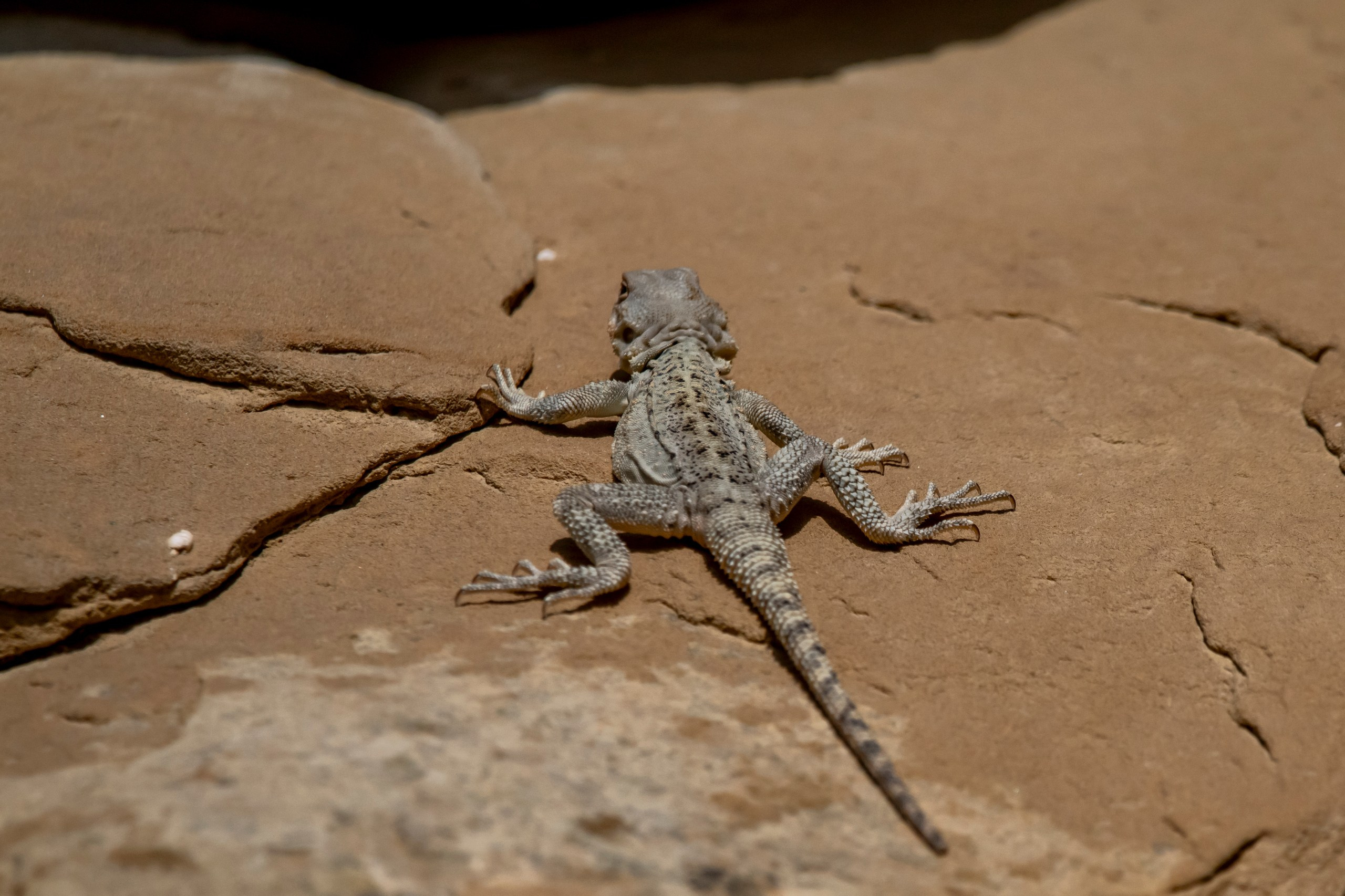 Природа Дагестана, сентябрь 2024. Foto-Zuev фотография как искусство