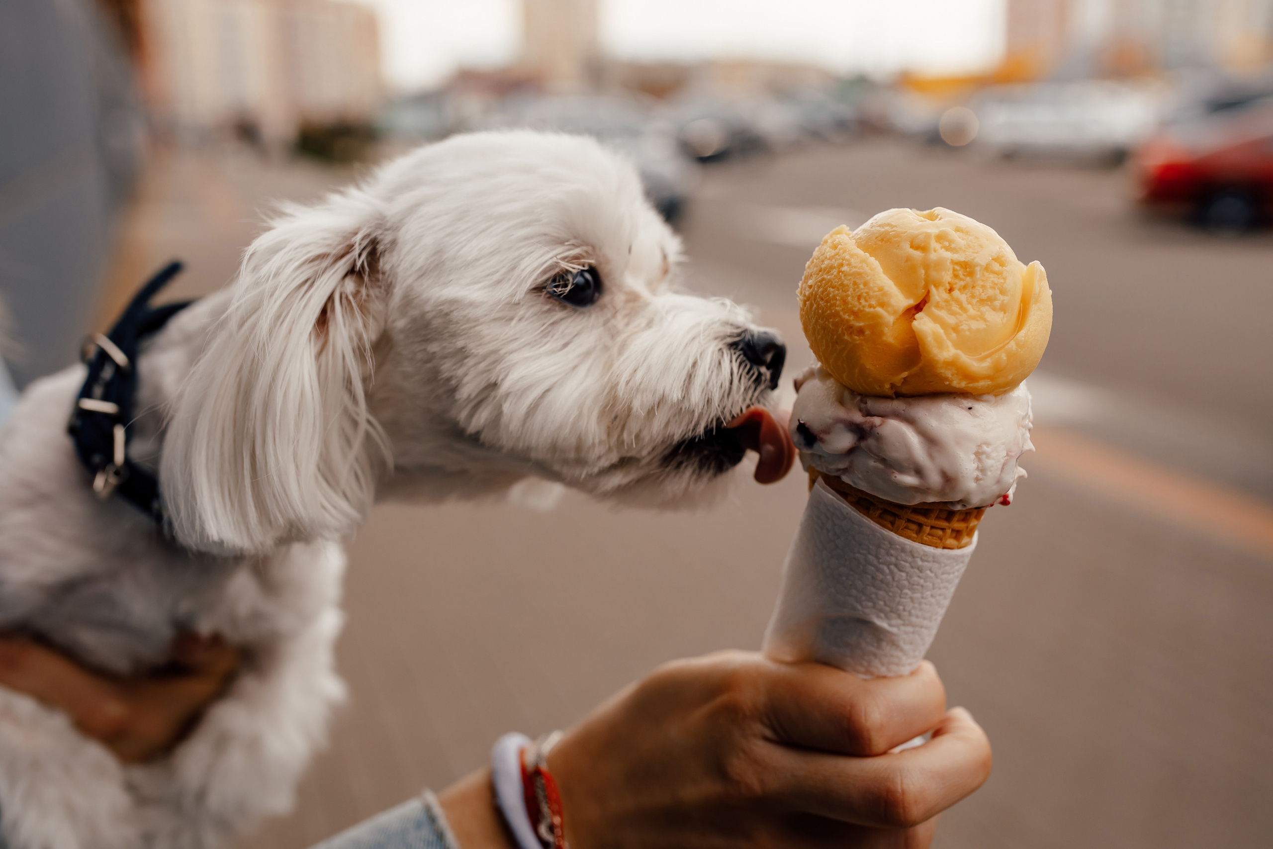 Денис+Вика. Свадебный фотограф Каледич Тимофей