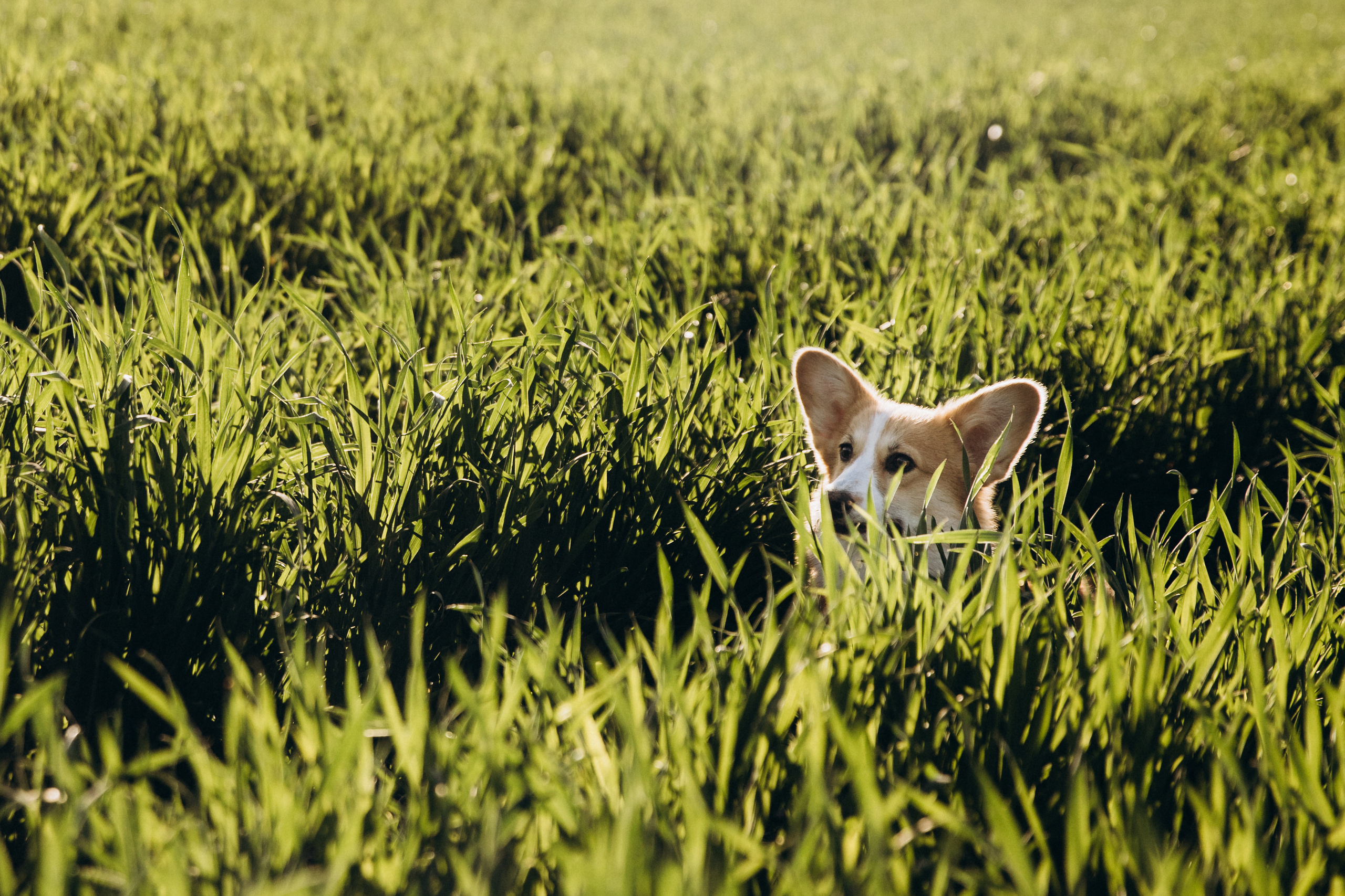 Адриан+Настя. Свадебный фотограф Каледич Тимофей