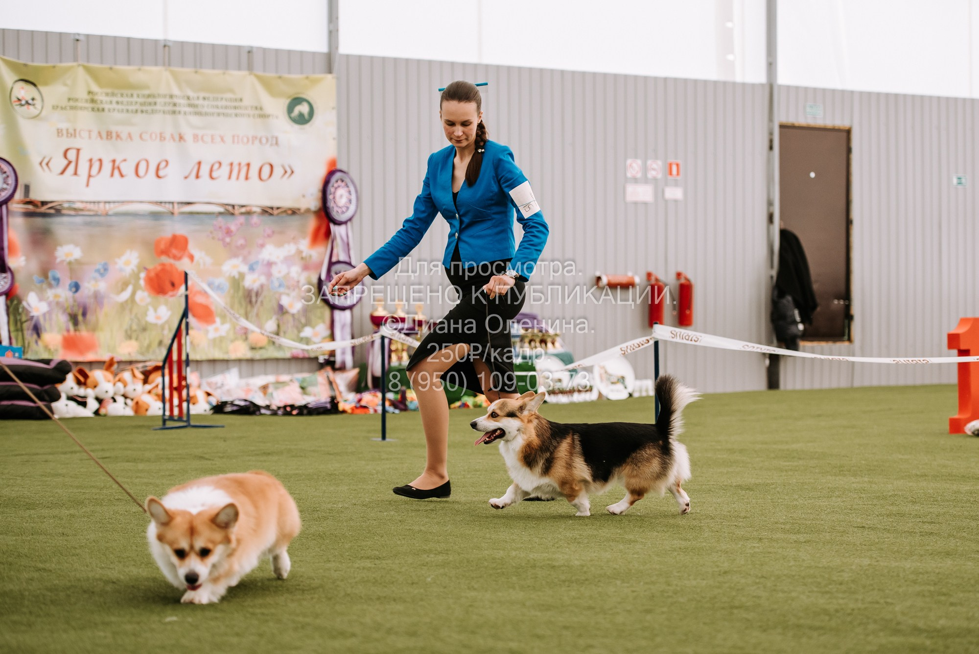 Выставка собак Красноярск 2.06. Фотограф Диана Оленина Красноярск / Братск