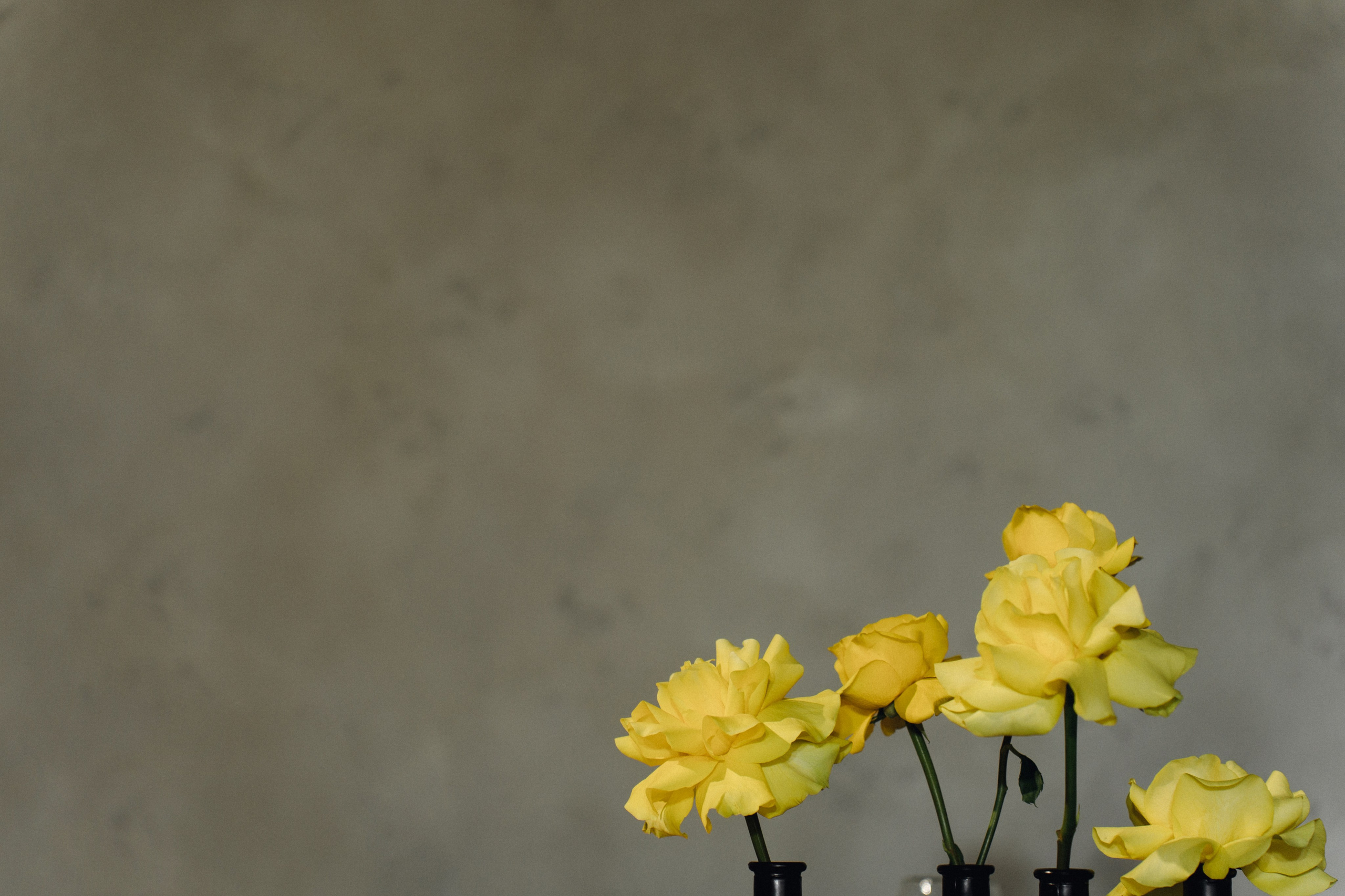 Amore more. Свадебный фотограф в Краснодаре и Сочи Винидиктова Екатерина