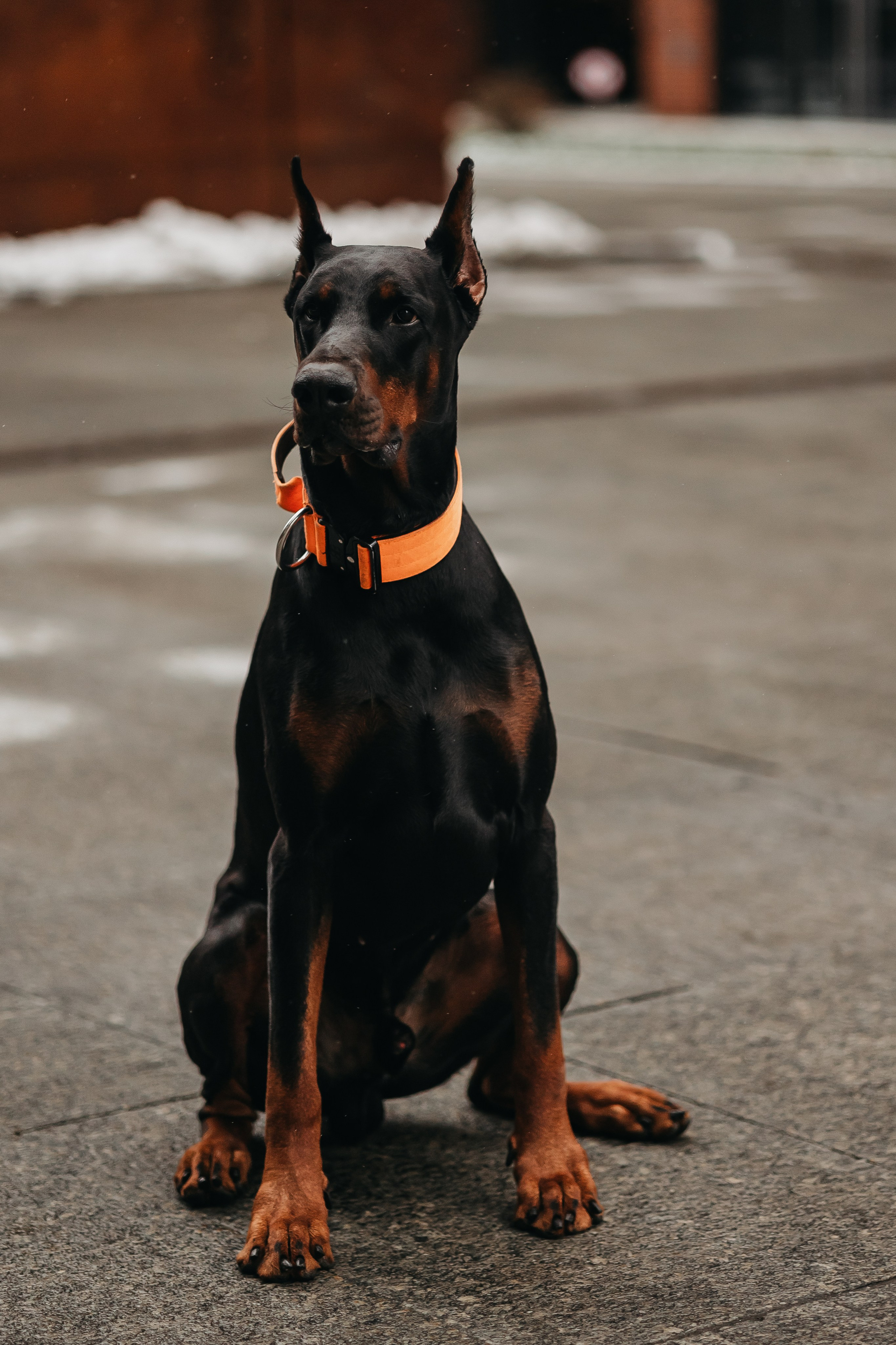Дари и Гранд. Фотограф-анималист в Санкт-Петербурге Алина Яхонт