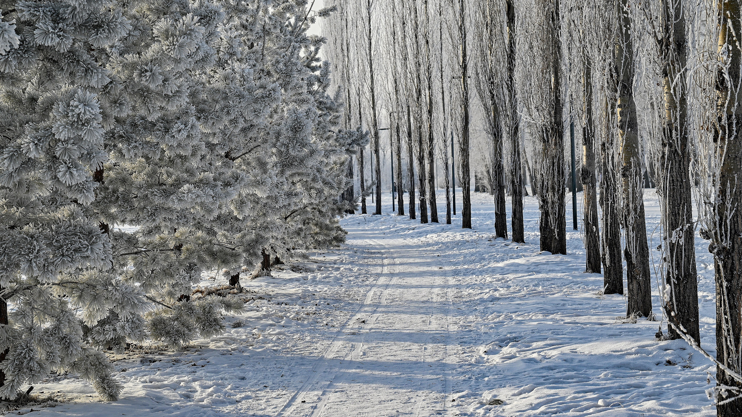 Сибирская зима прекрасна!. FotoGraf