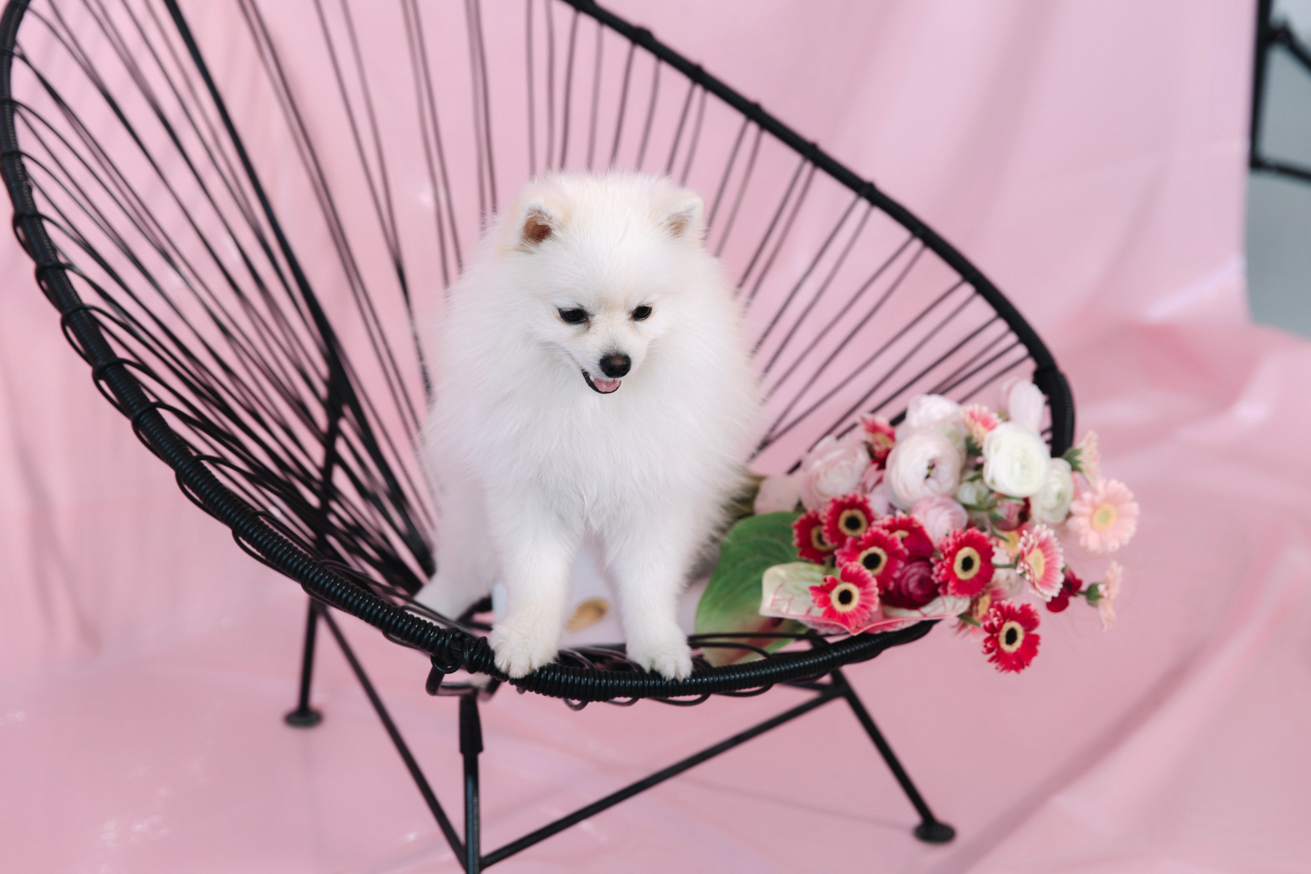 PINK. Свадебный фотограф в Москве и Краснодаре Анастасия Прудко