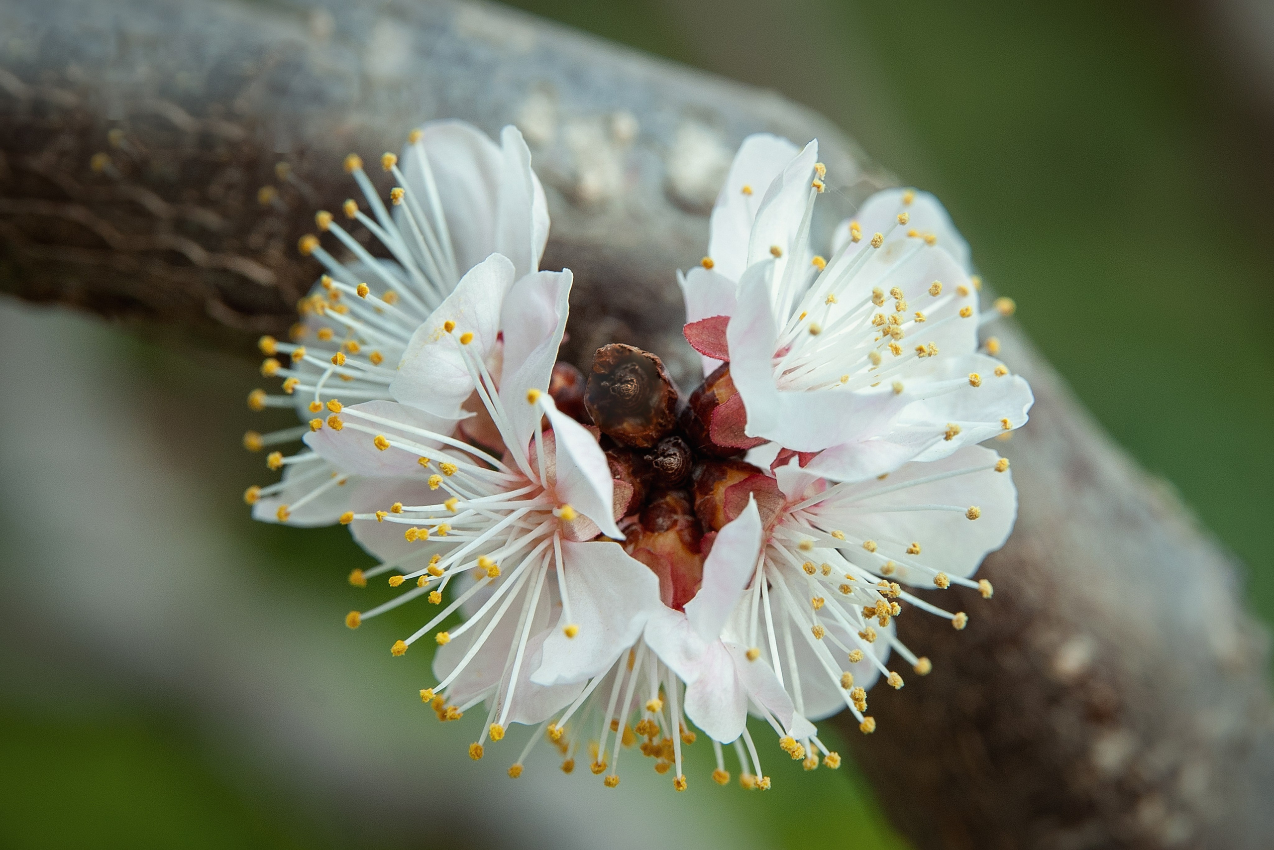 Весна. FotoGraf