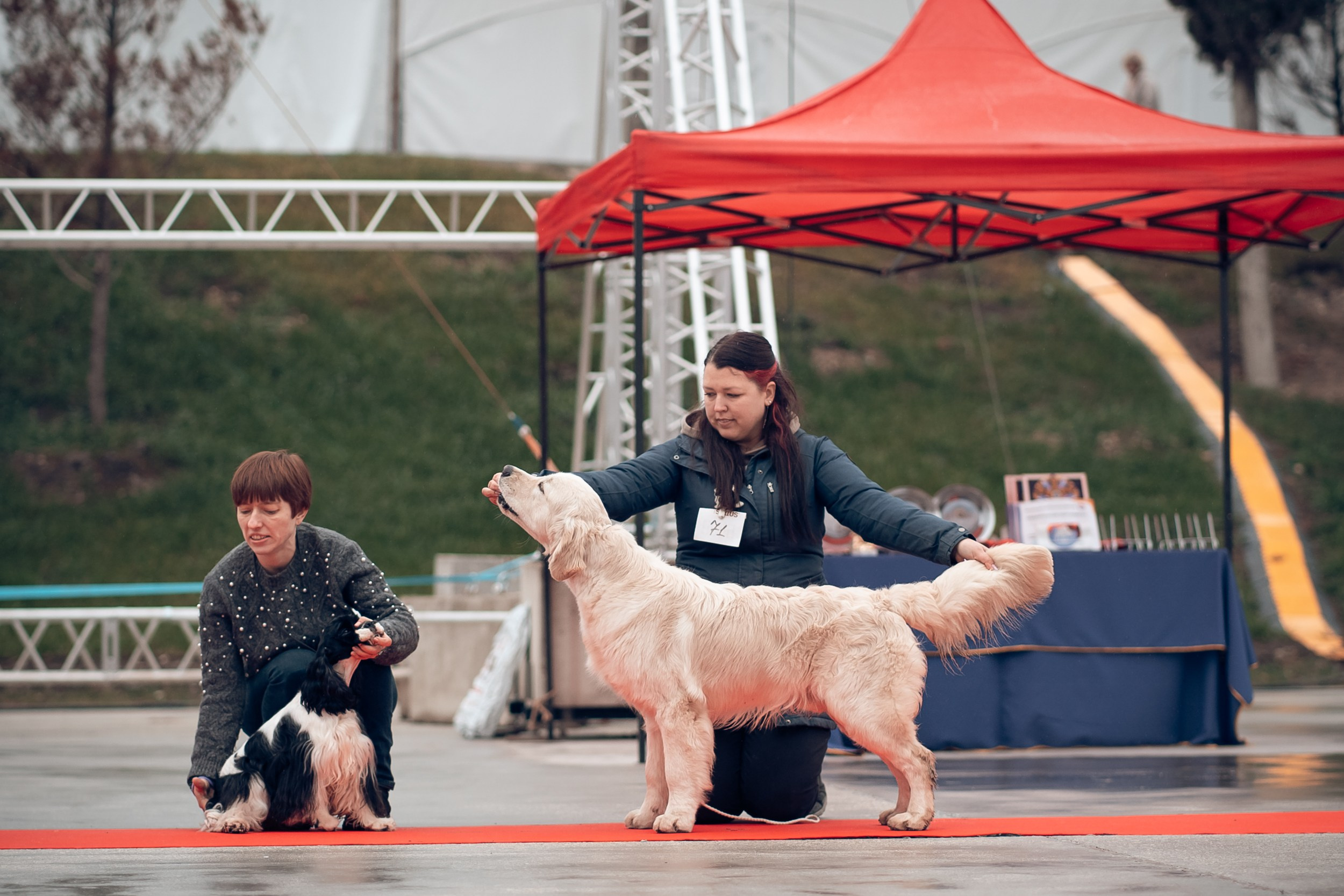 Благотворительная выставка собак в Новом Херсонесе г. Севастополь. Церковный фотограф Севастополь