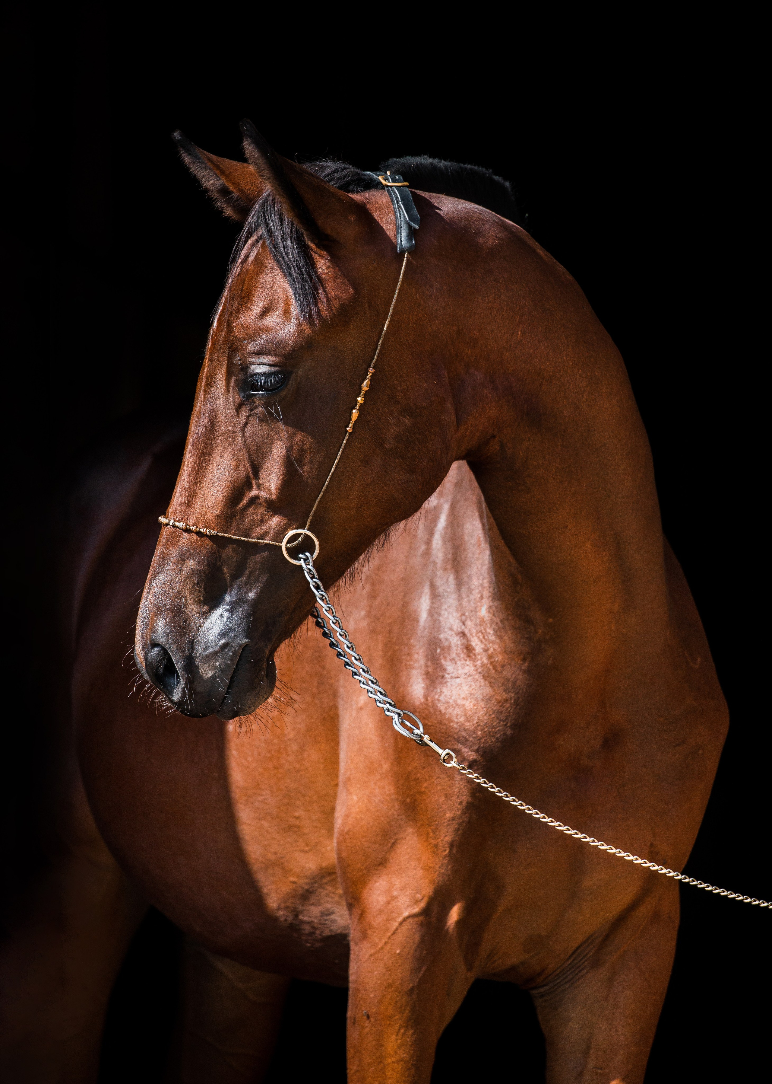 На черном фоне. Фотограф-анималист Ксендзова Кристина