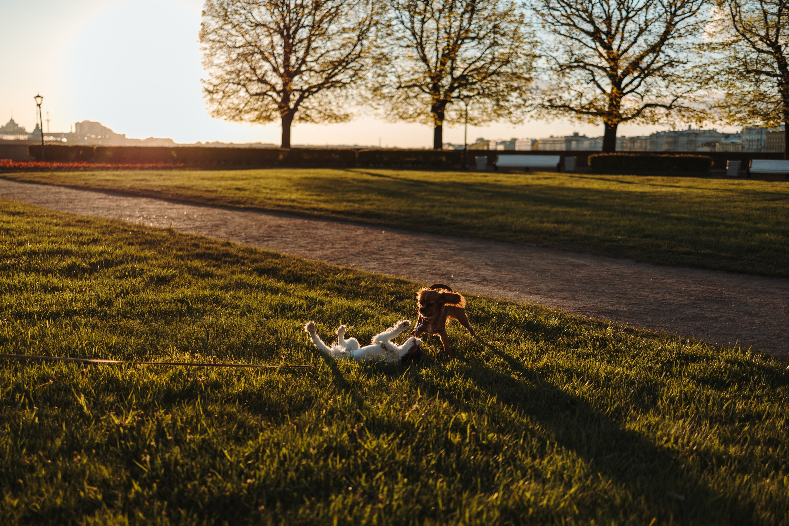 Аня, Стеша и Степан. Фотограф — Анималист | Санкт-Петербург