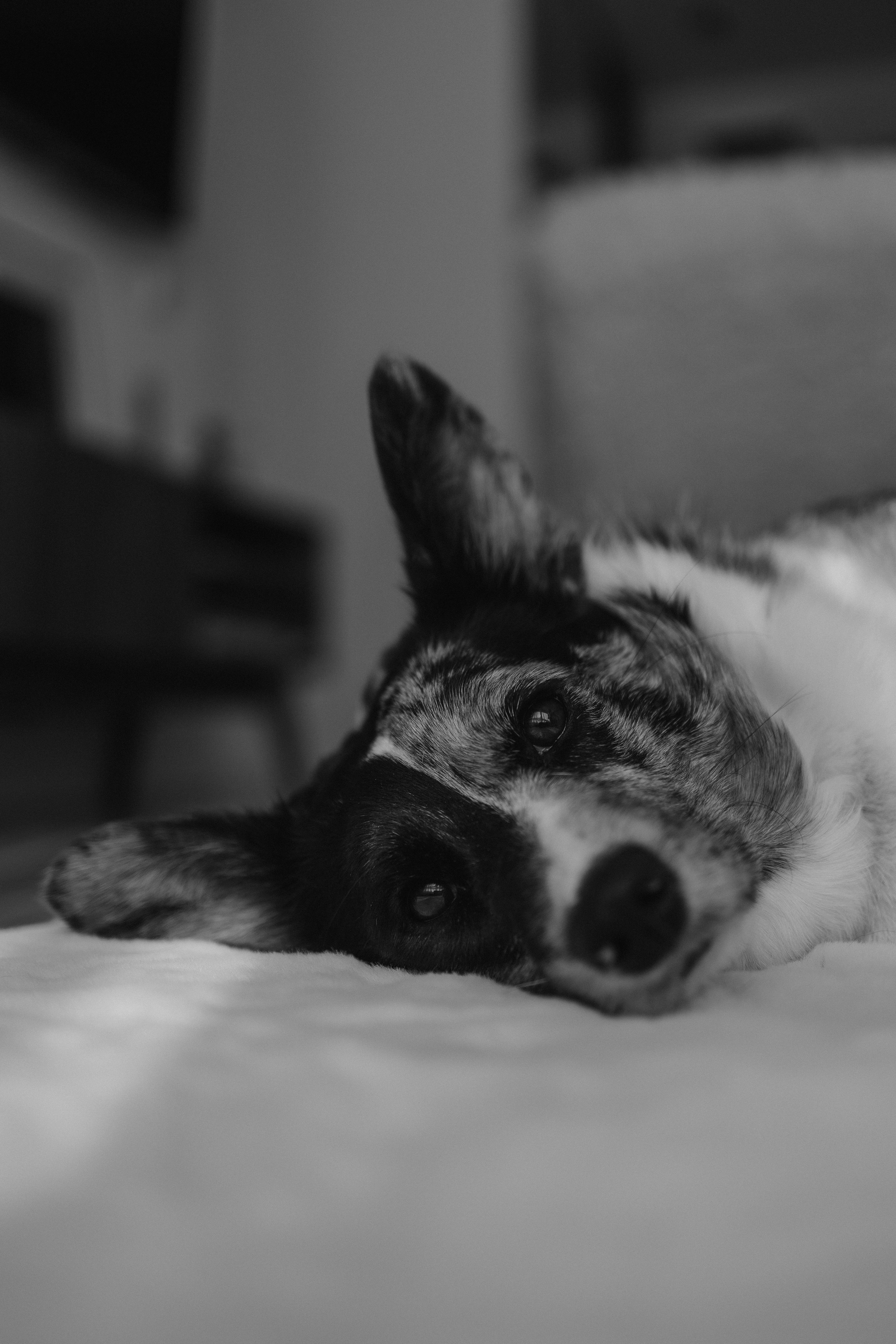 Бэлла, Деми и Луна. Фотораф — анималист Мария Шистка