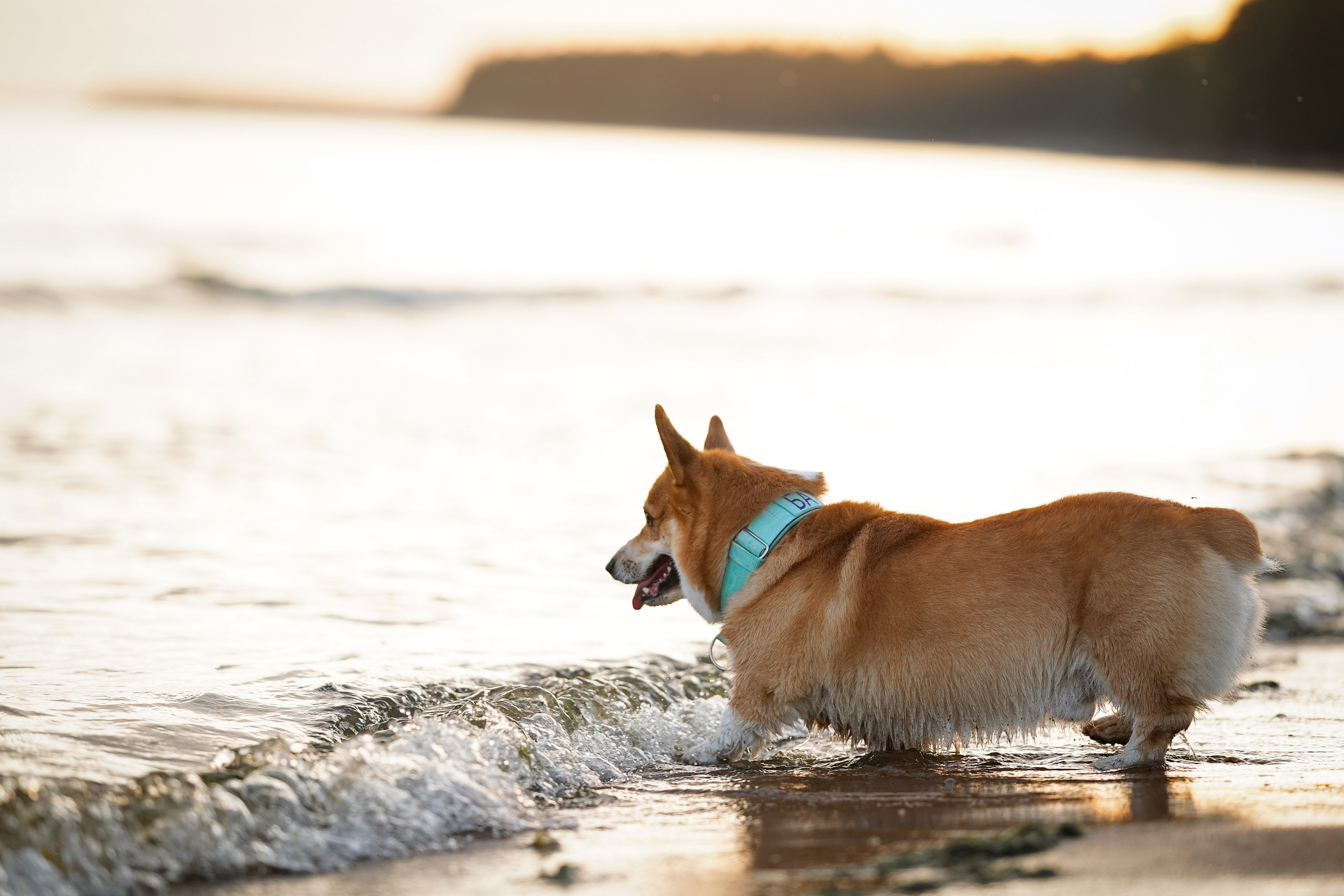 Катя Алиса и коржики. Фотограф-анималист в Санкт-Петербурге Яна Мартынова