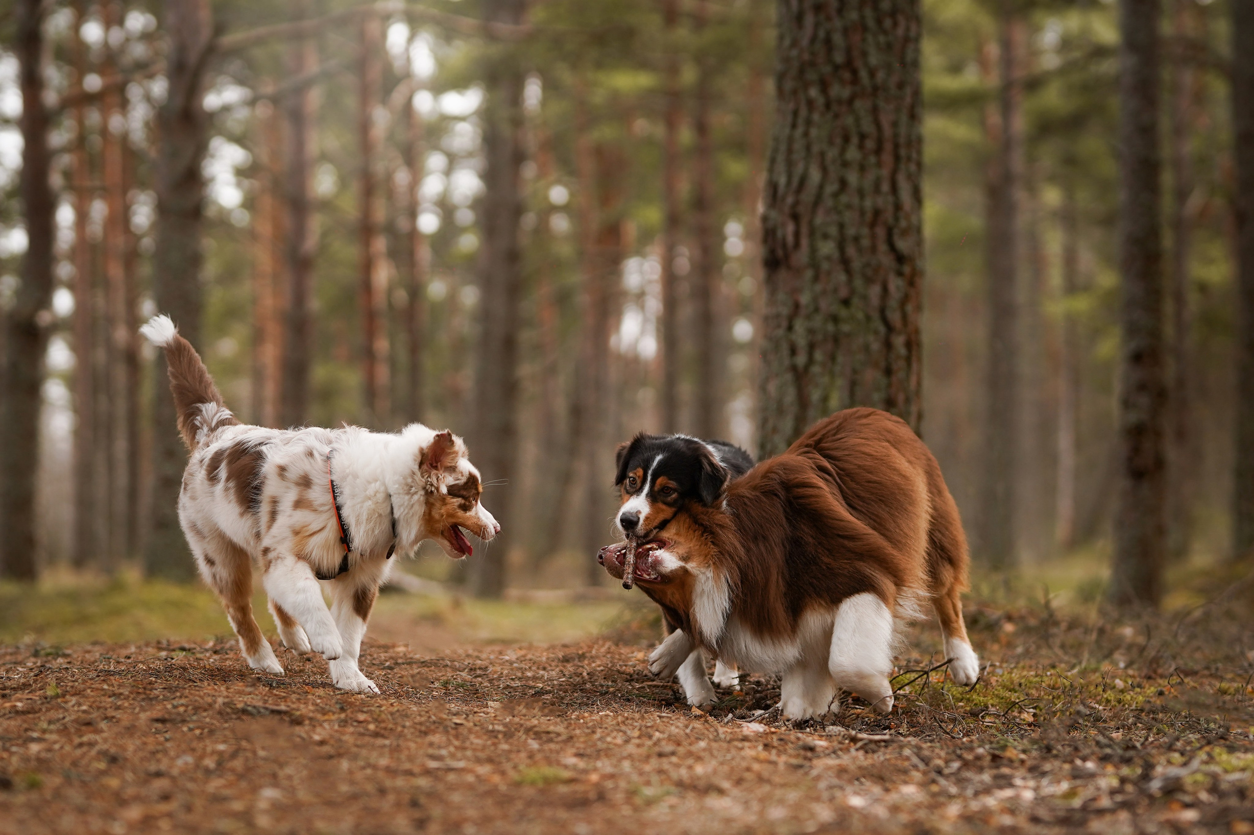 Аусси на Ладоге. Фотограф-анималист в Санкт-Петербурге Яна Мартынова