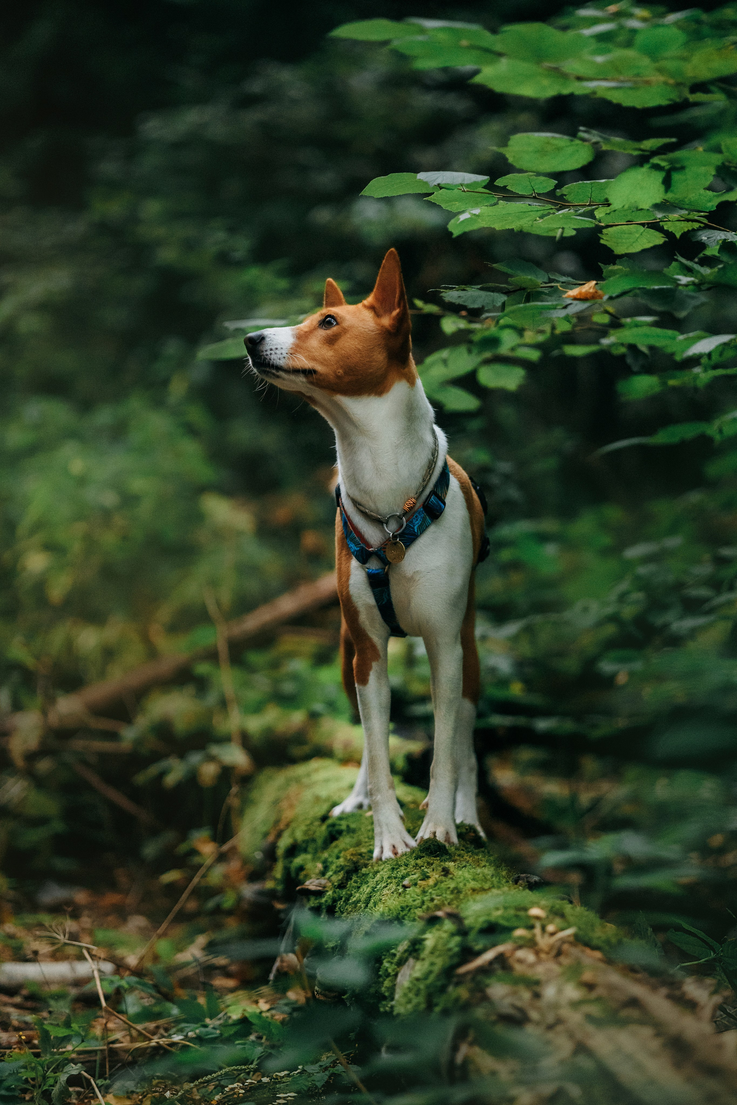 Лена и Джин. Фотограф-анималист Елена Радченко, Москва