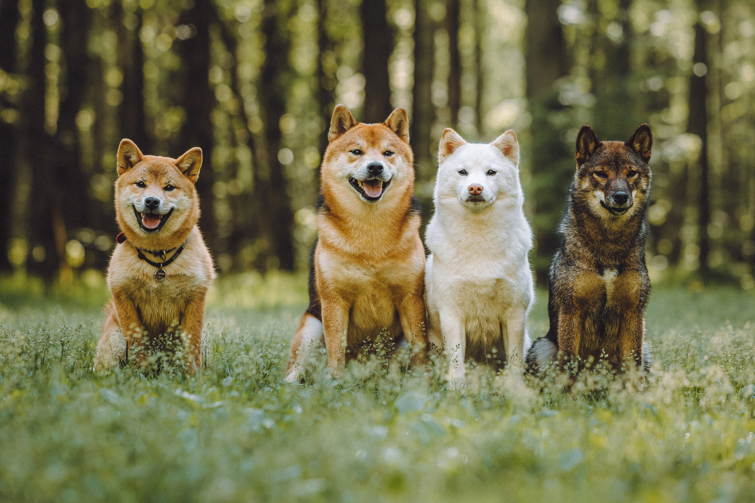 Шед, Цири, Чиби, Цера и их семья