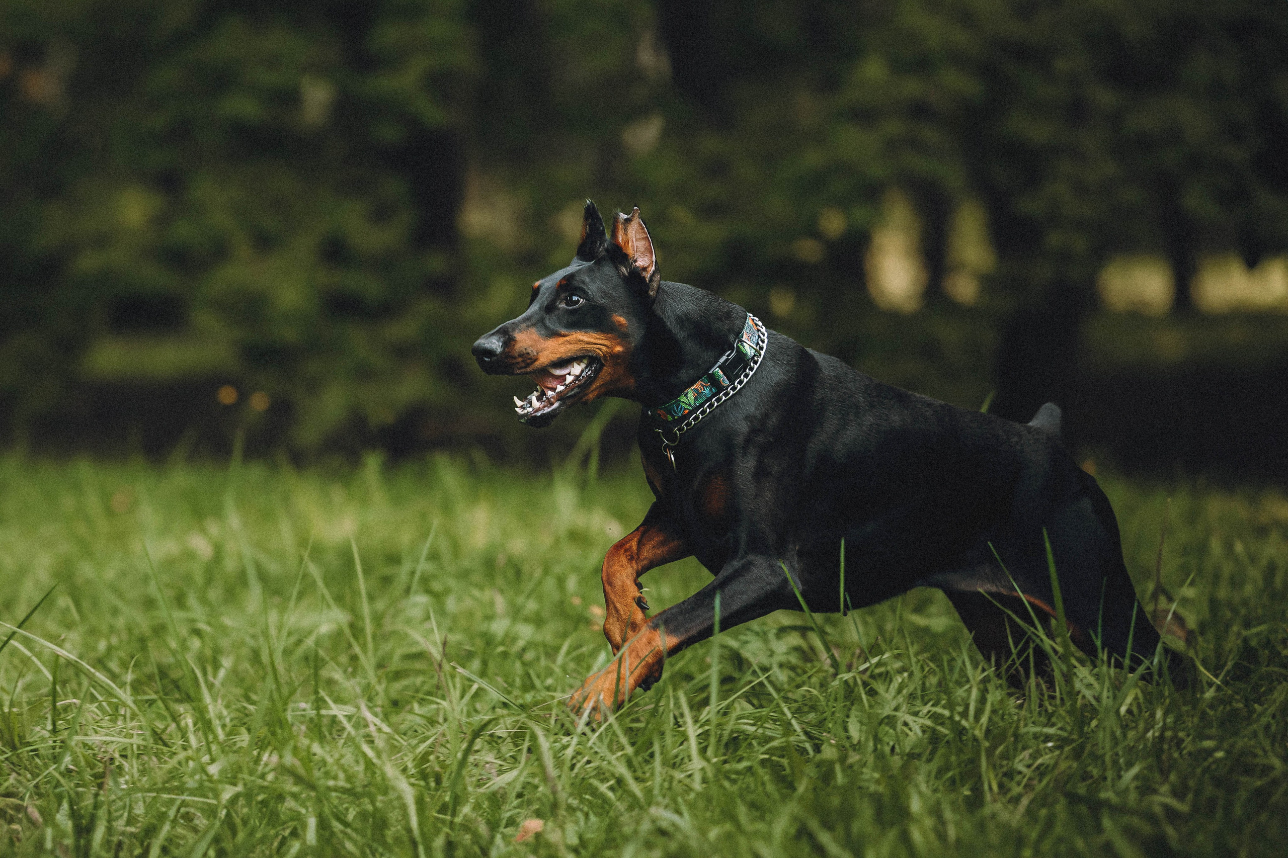 Паша и Хайди