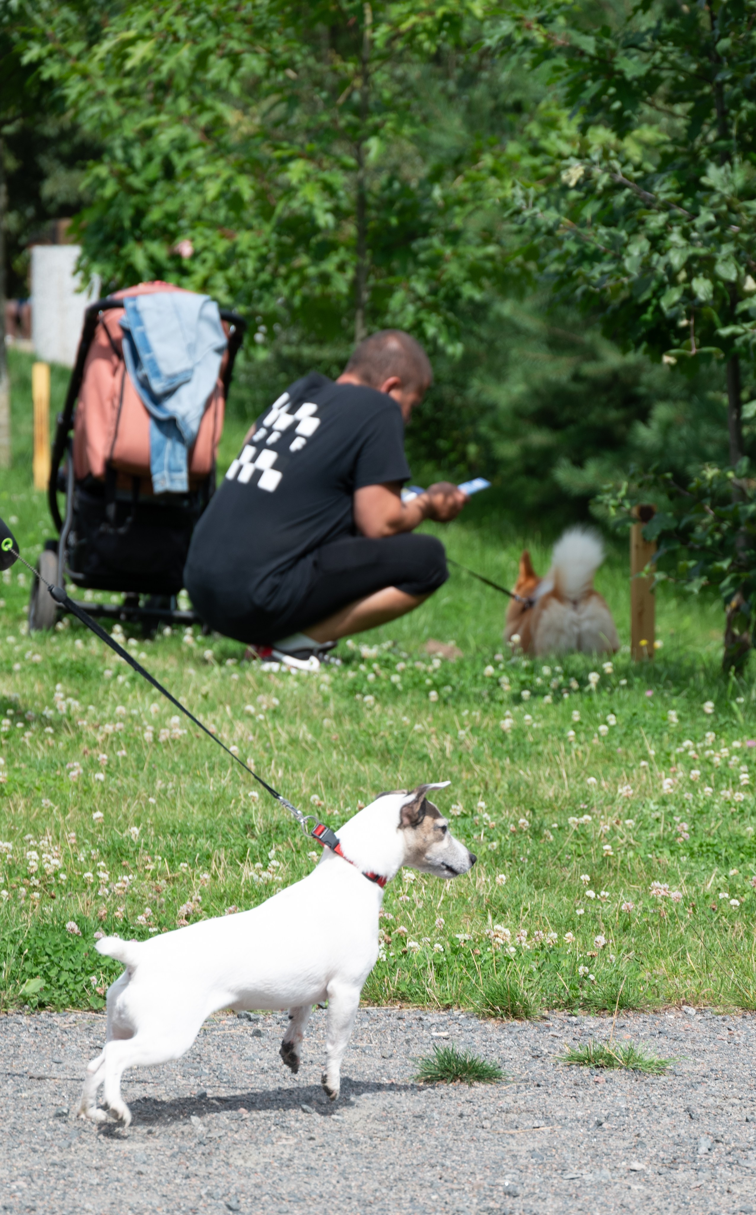 Pets Fest. Юлия Чайко, фотограф в Минске