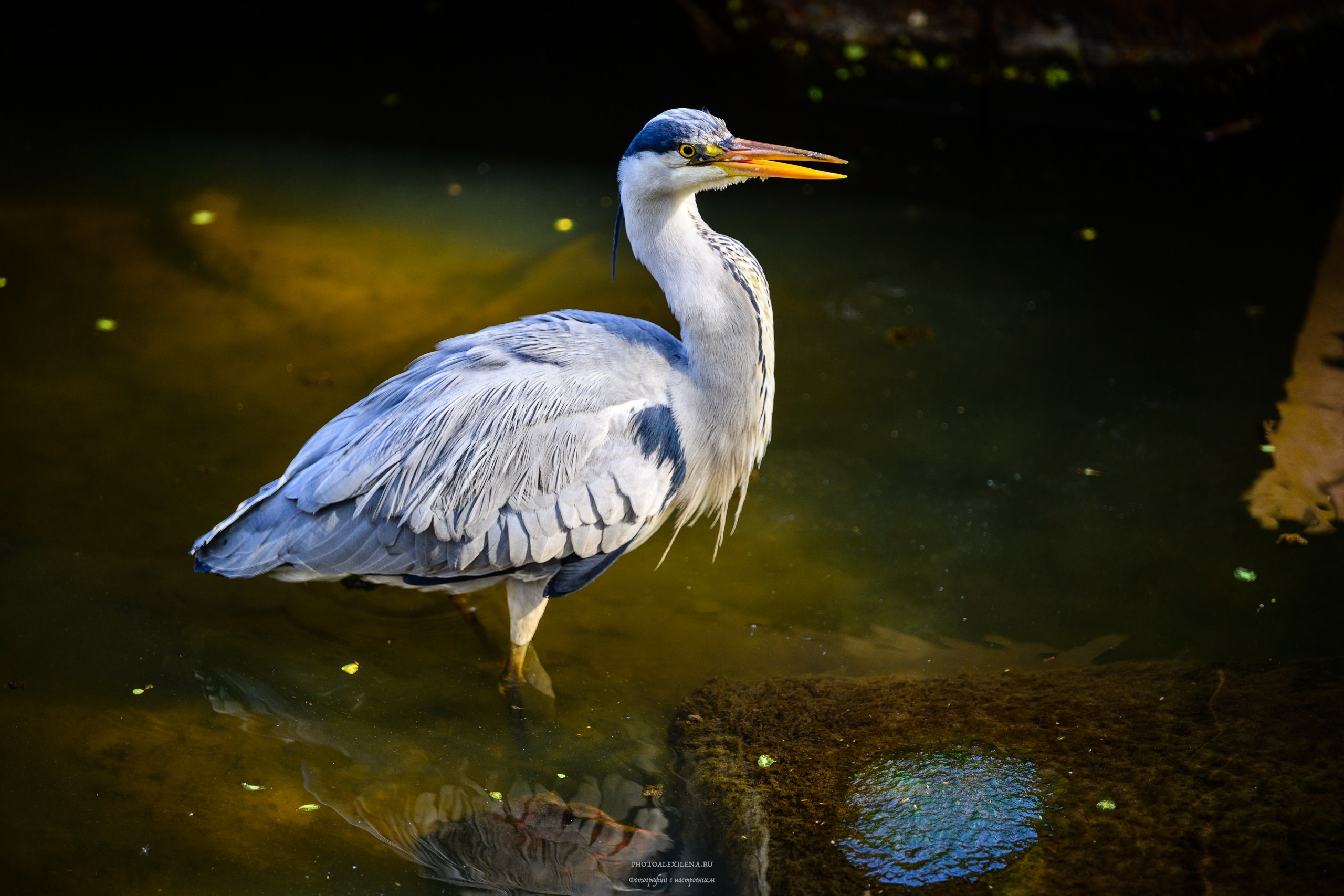 И это всё о нём. Авторские стильные фотокартины
