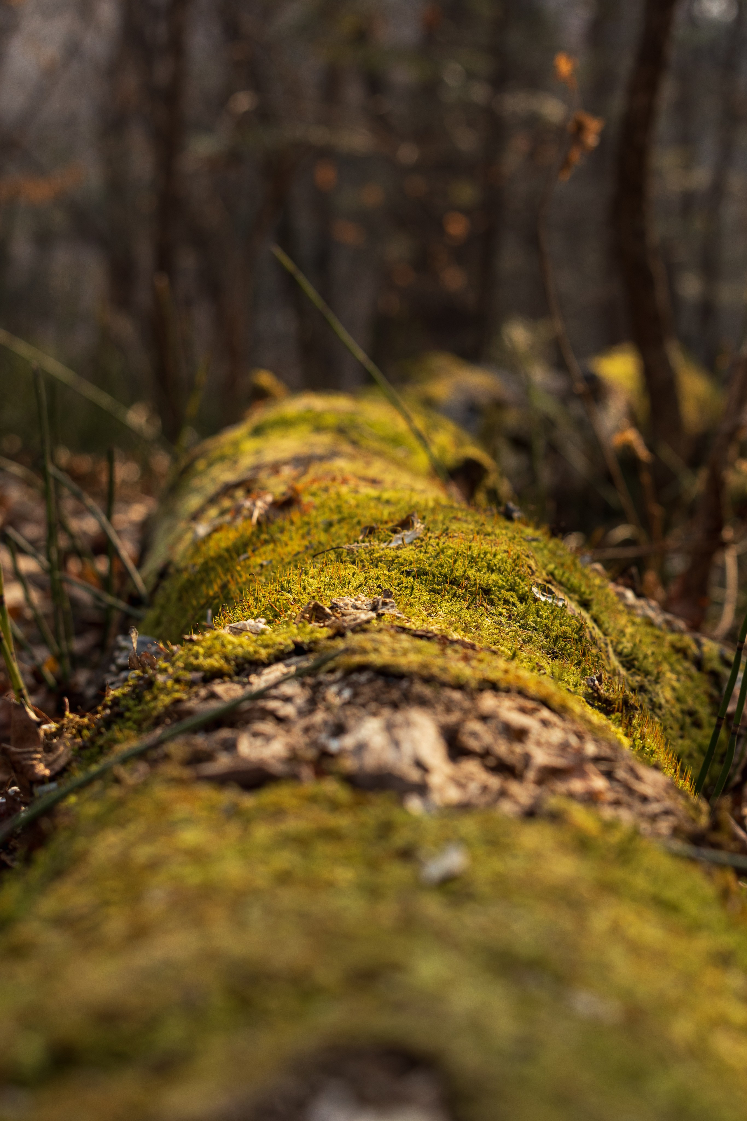 Маруськины слёзы. Константин Кириченко