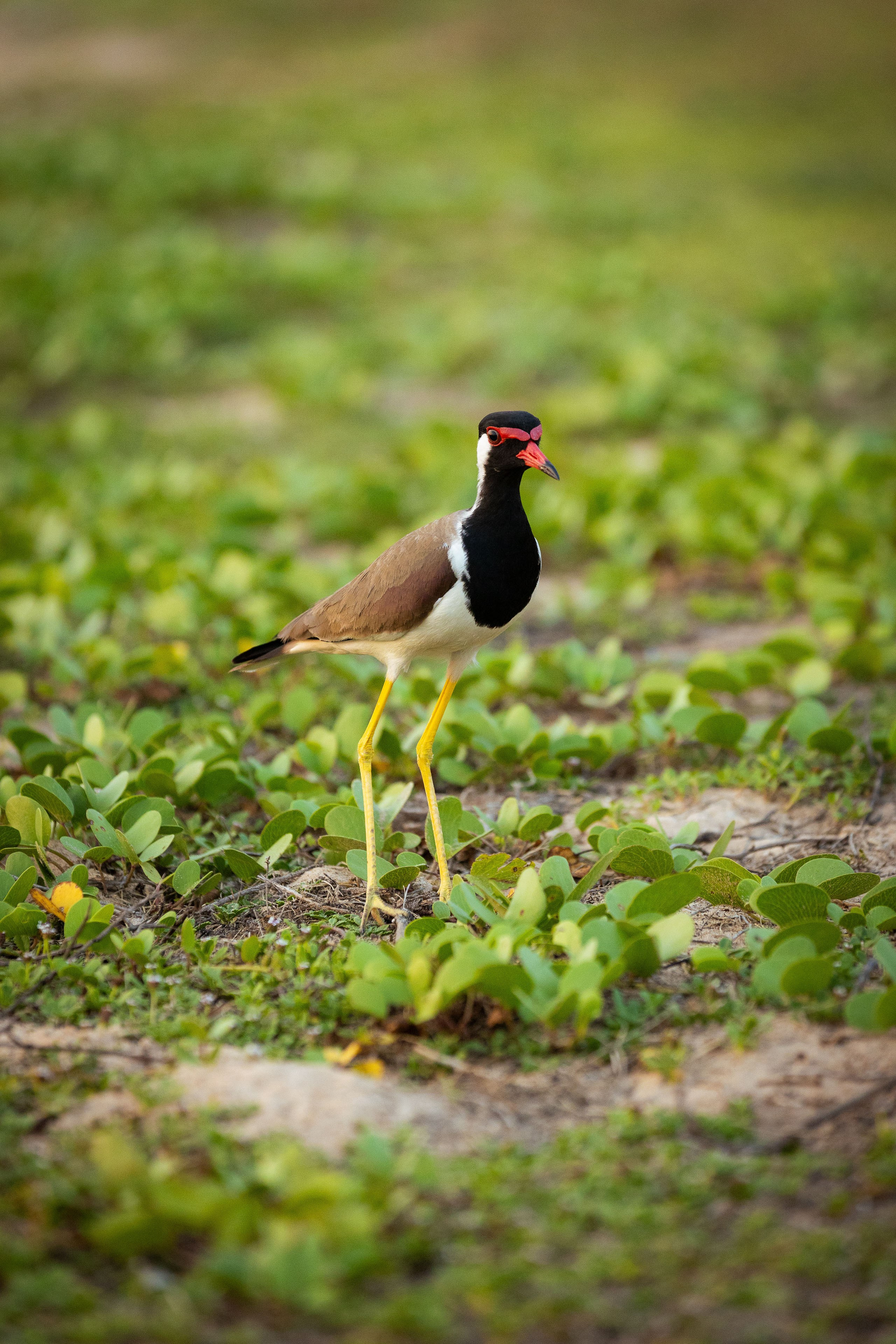 Шри-Ланка (весна 2024). Фотограф Виноградов Константин