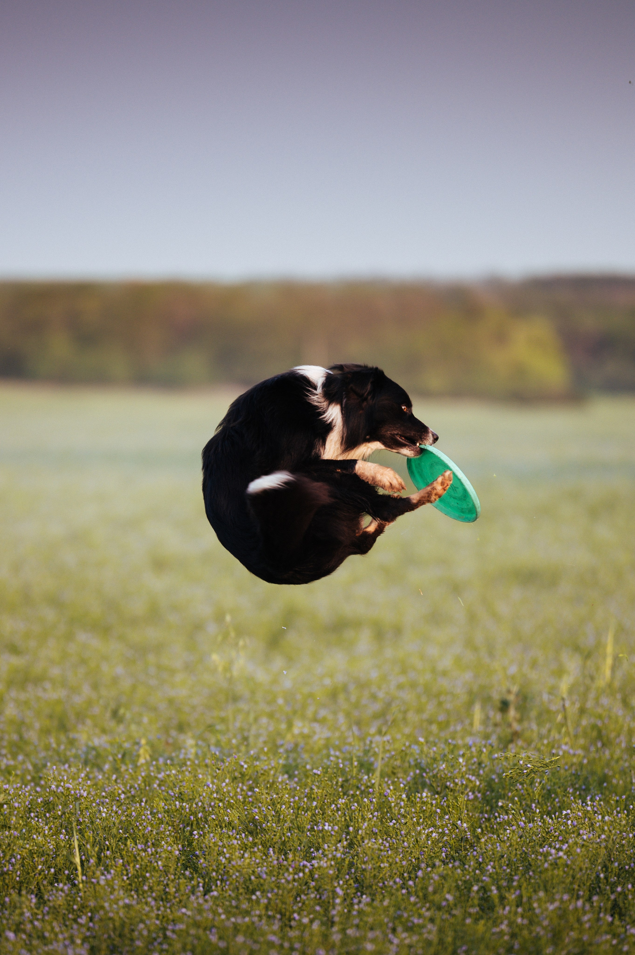 Прогулка на рассвете с бордер-колли. Фотограф в Ростове —на — Дону