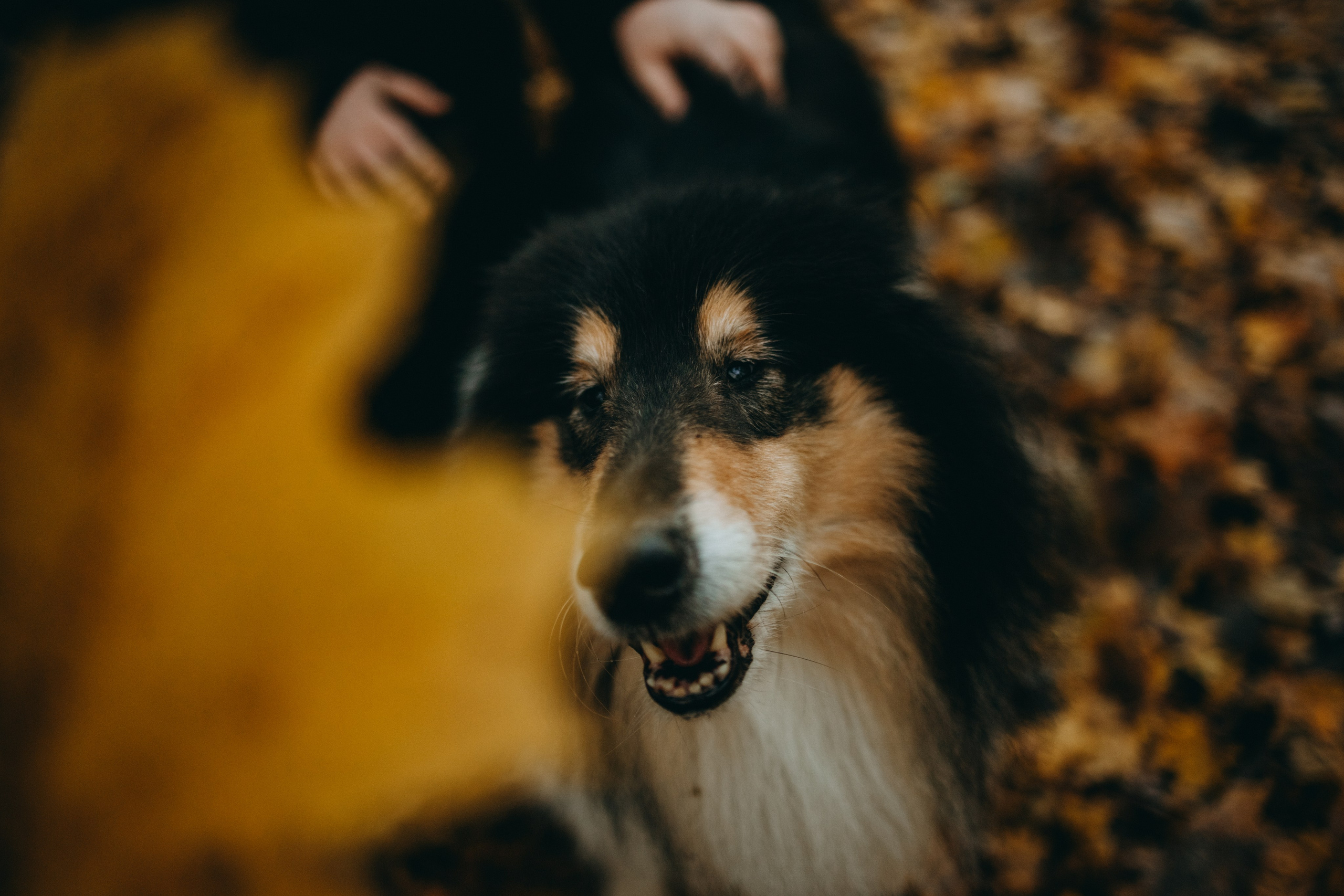 Ия и Барт. Фотограф — Анималист | Санкт-Петербург