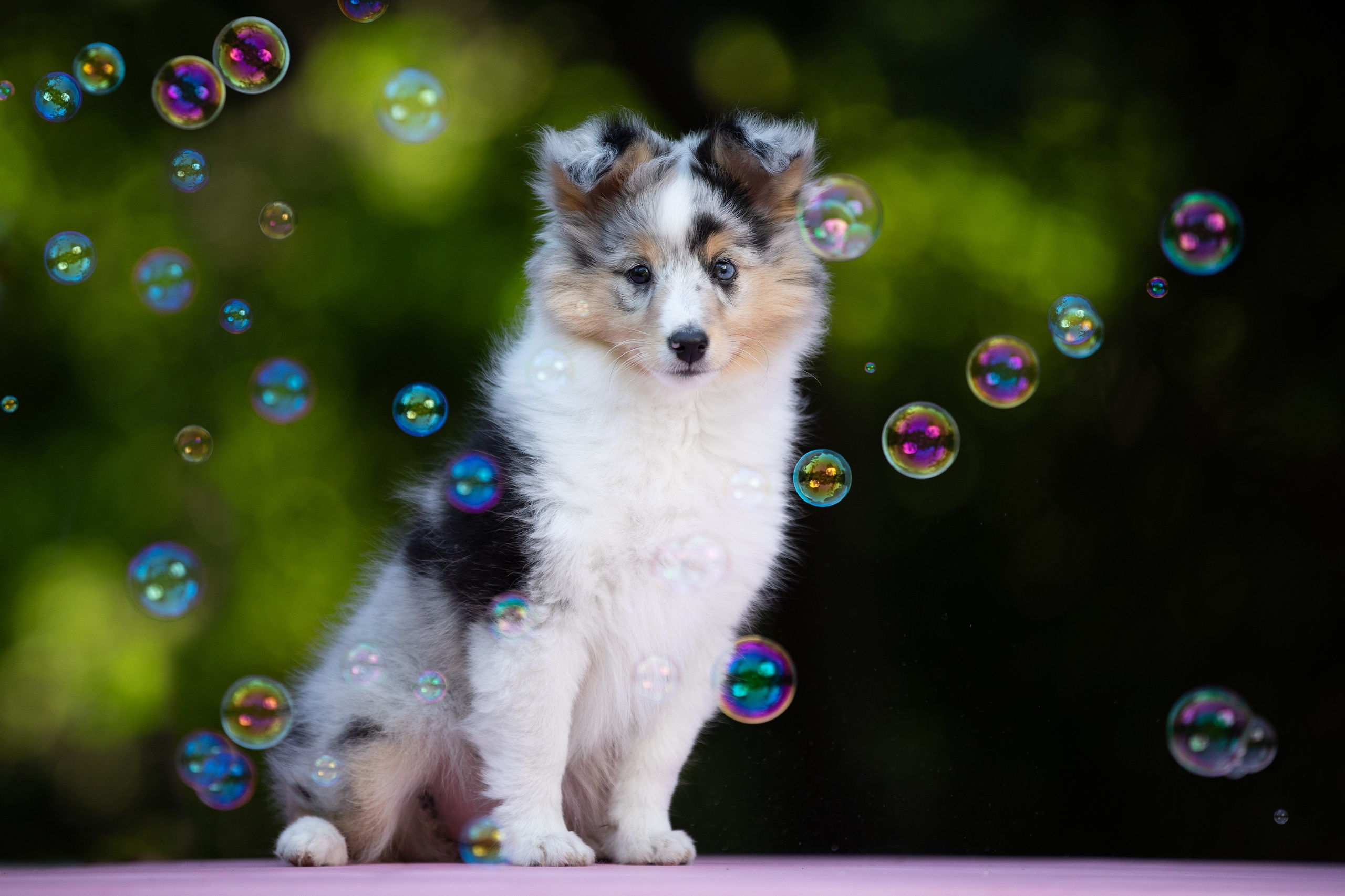 Фотограф-анималист в Москве и Московской области Татьяна Фролова