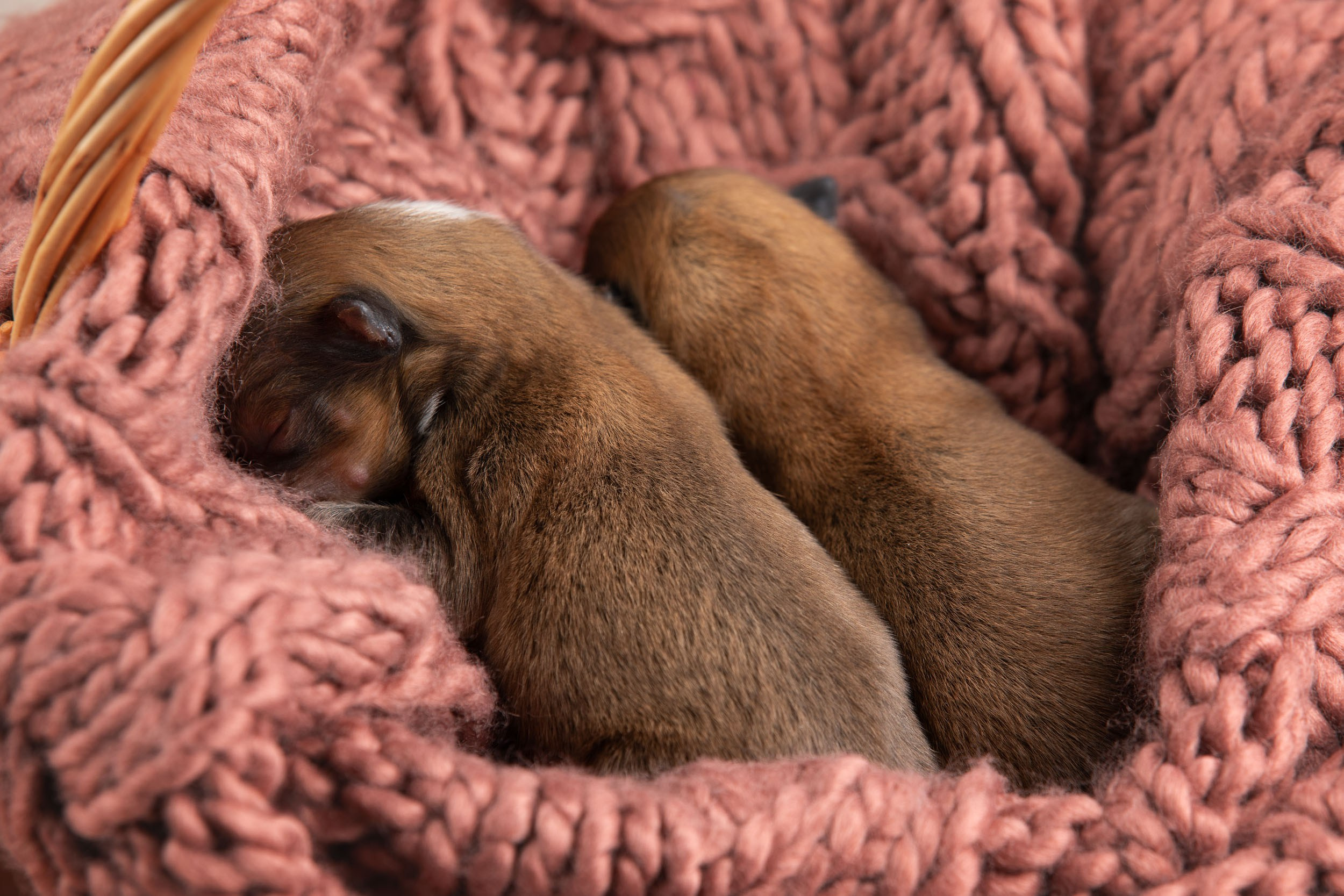 Ньюборн съемка для новорожденных щенков в доме заводчика. Фотограф-анималист в Москве и Московской области Татьяна Фролова