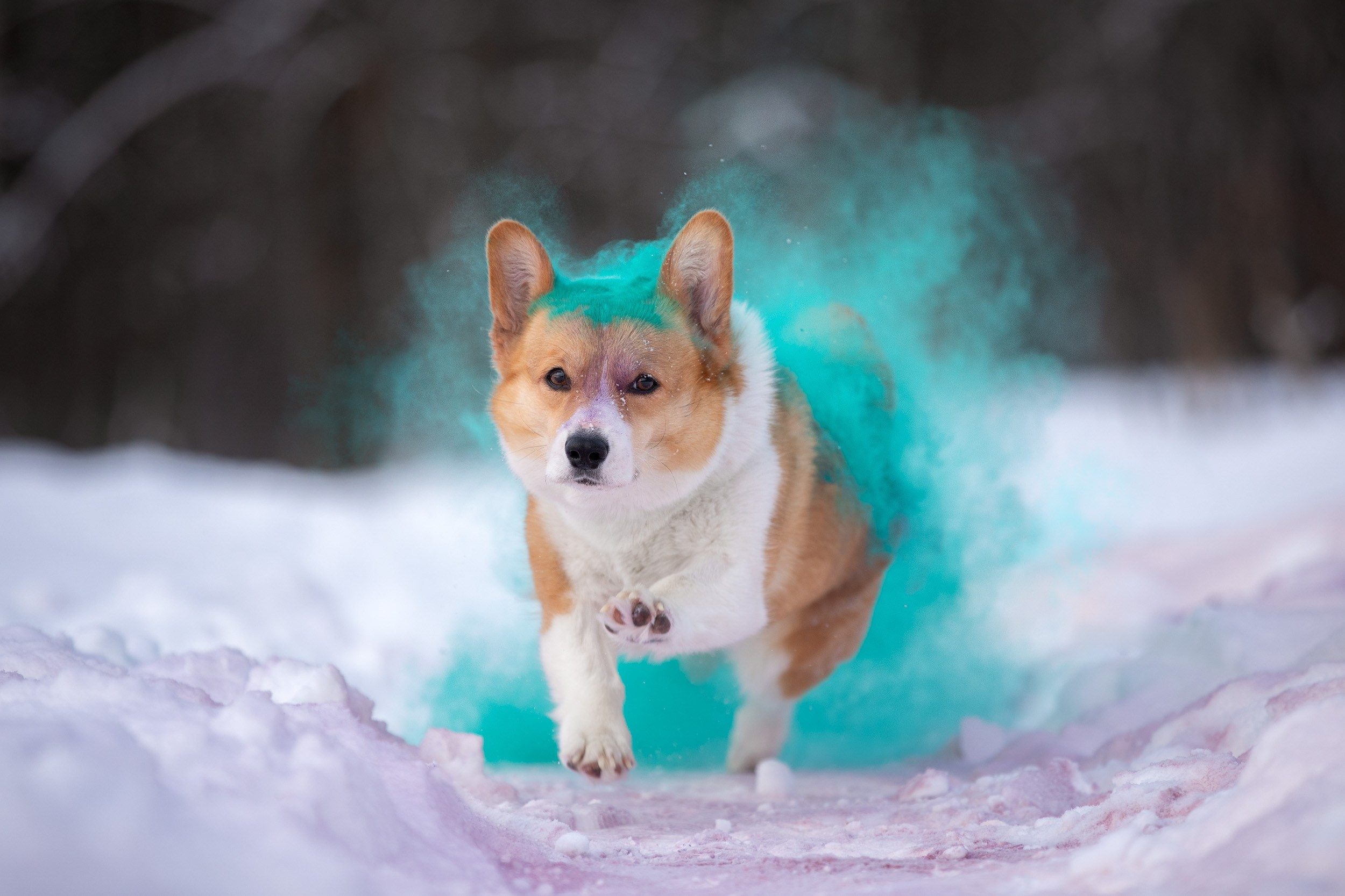 Творческая съемка собаки с красками холи. Фотограф-анималист в Москве и Московской области Татьяна Фролова