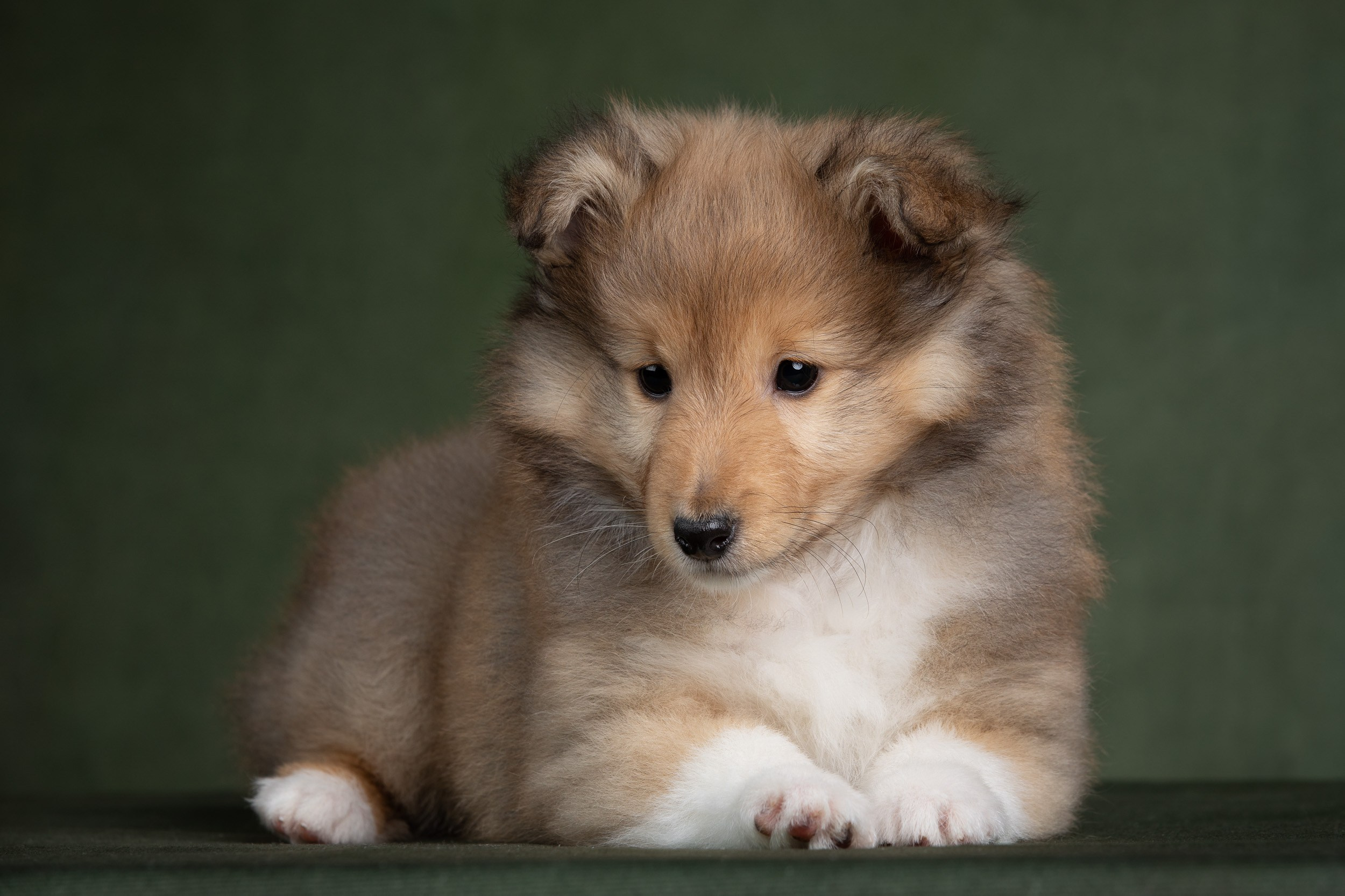 Помет щенков в 2 месяца. Фотограф-анималист в Москве и Московской области Татьяна Фролова