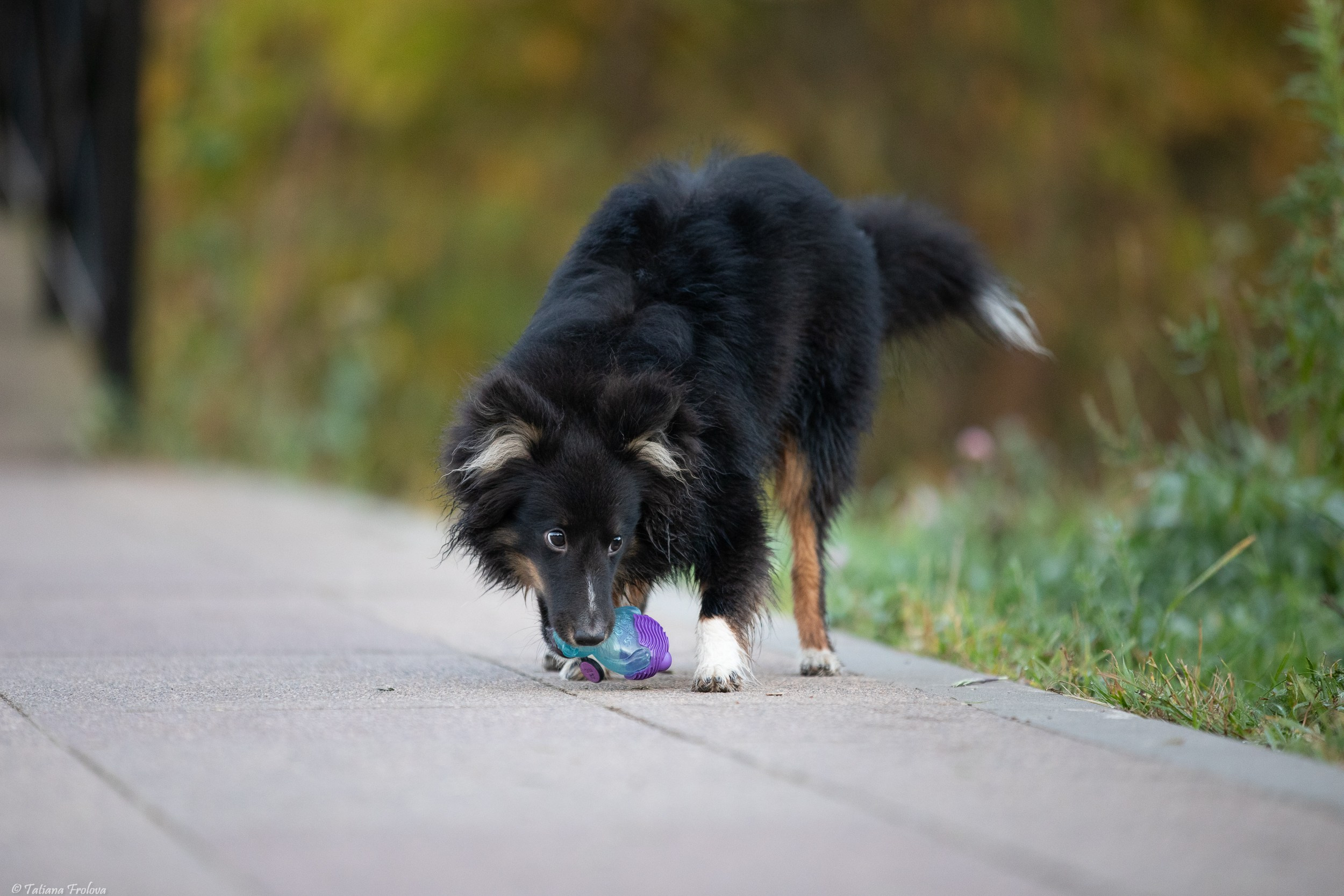 Утренняя фотопрогулка с двумя собаками по Москве. Фотограф-анималист в Москве и Московской области Татьяна Фролова