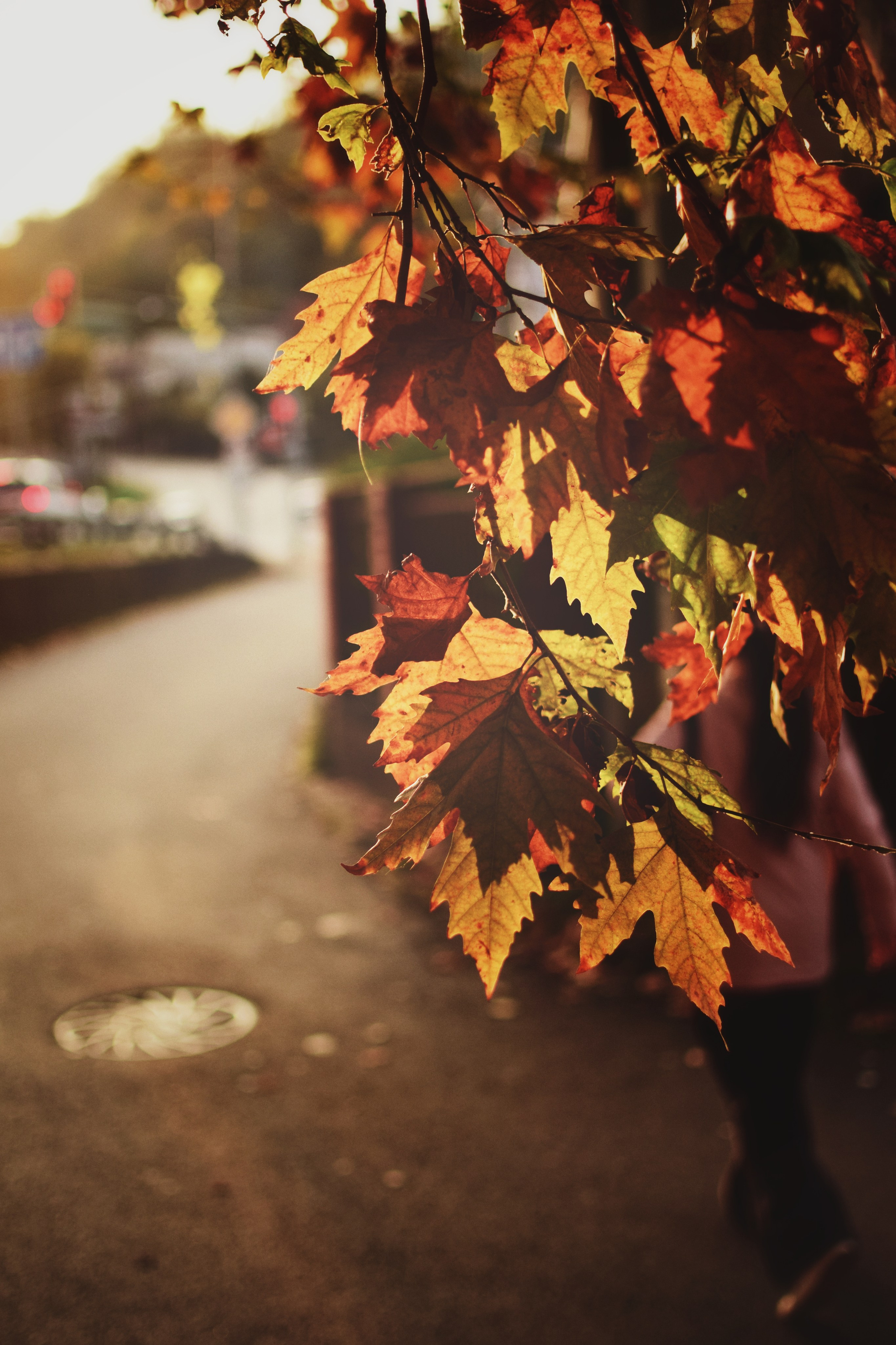 Ботаника. Фотограф • Елена Миронова