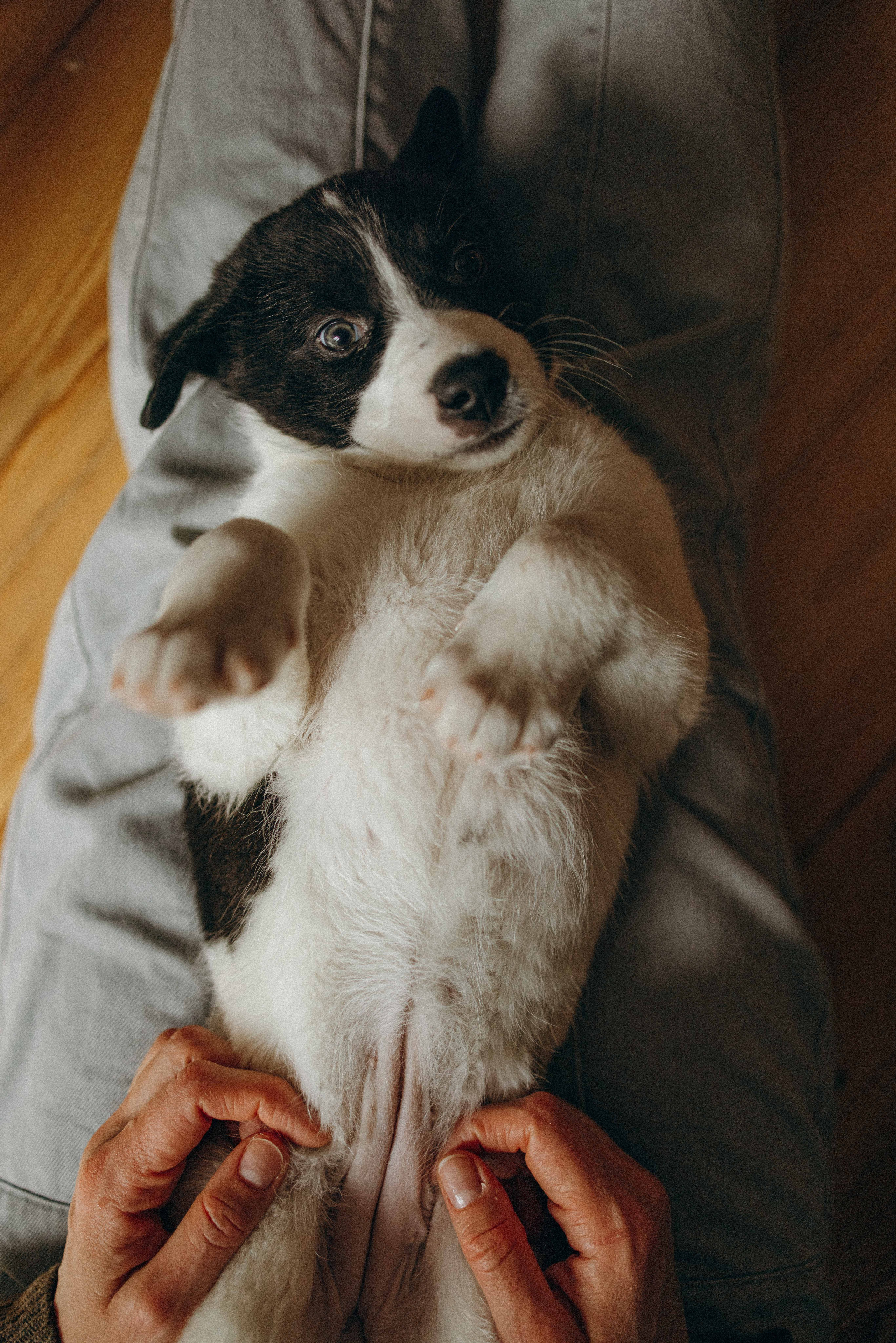 Щеночки. Фотограф-анималист в Москве Лера Черноног