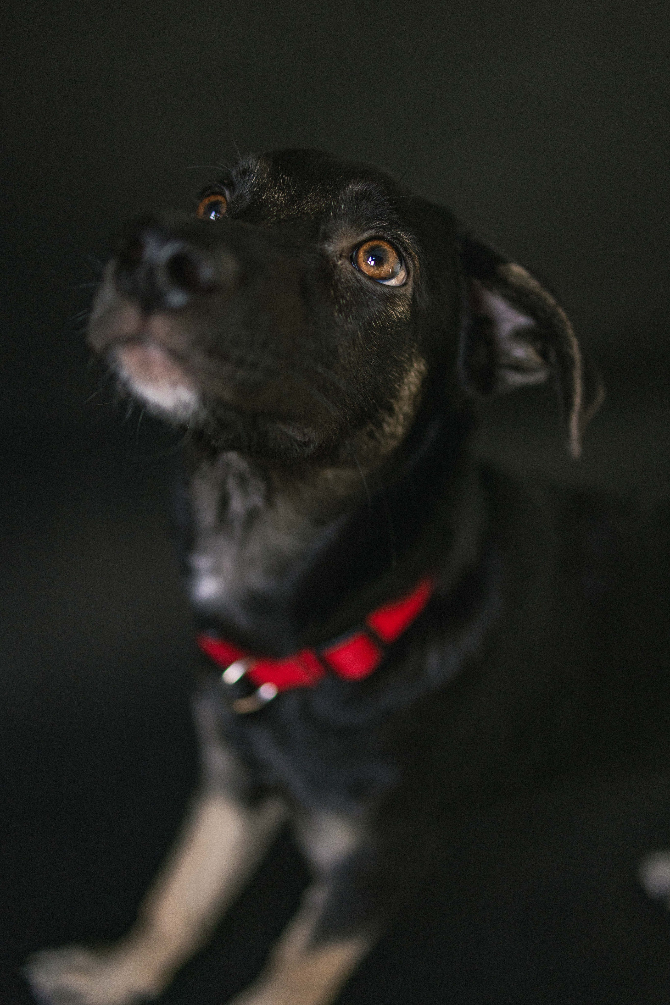 Крис и Тэдди. Фотограф-анималист в Москве Лера Черноног