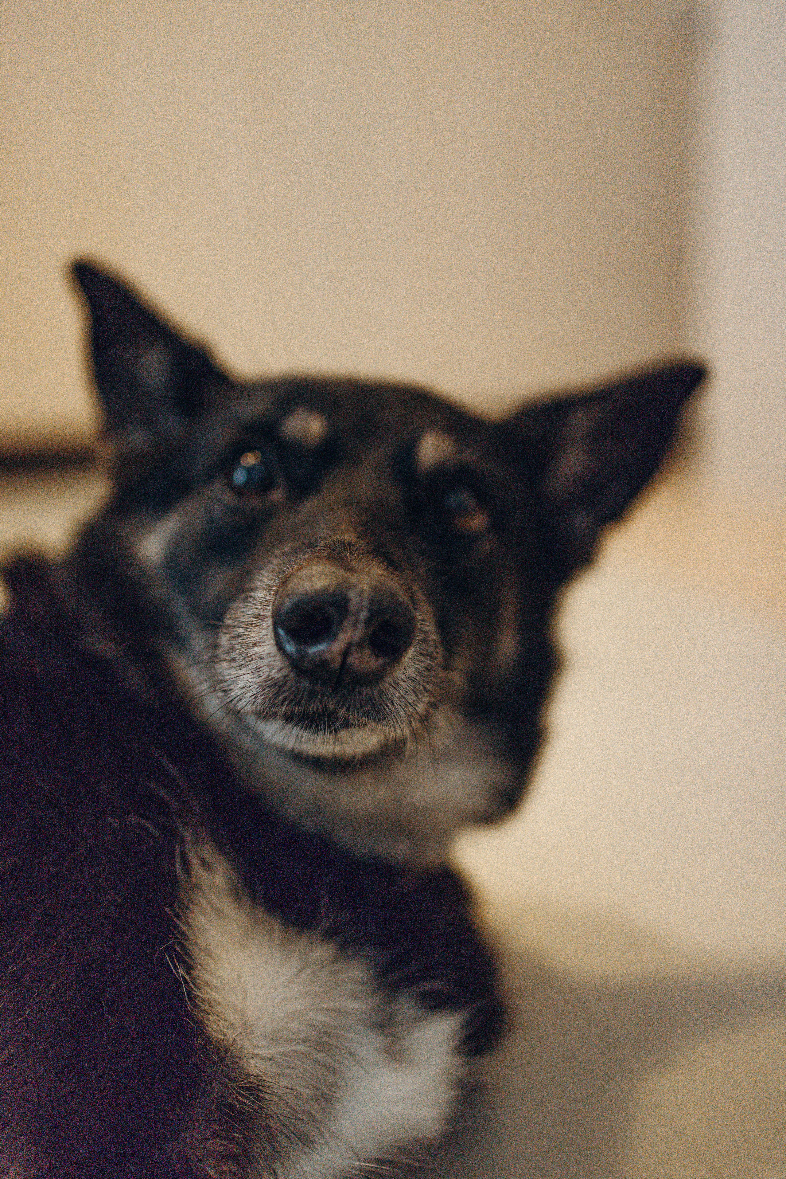 Ника, Матиша и Герда. Фотограф-анималист в Москве Лера Черноног