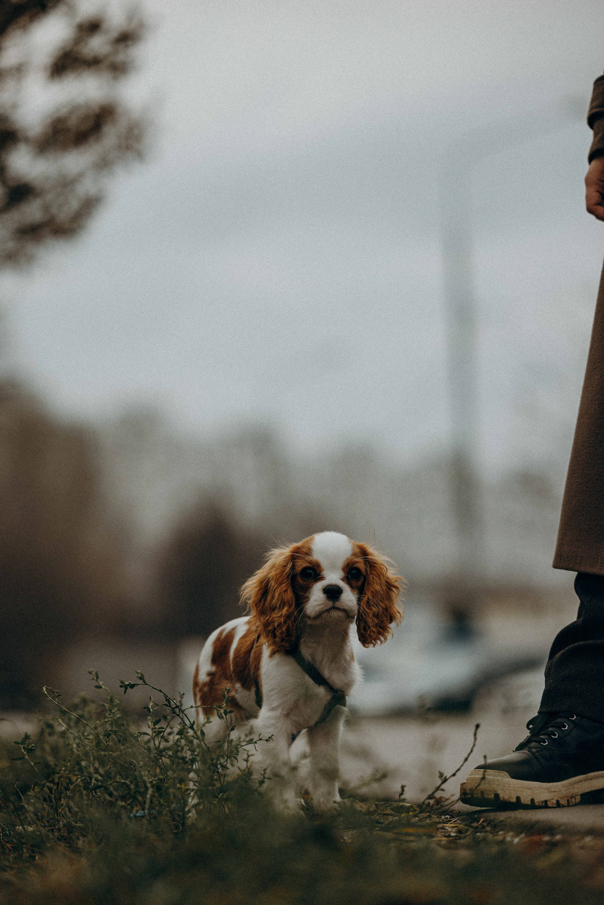 Юля и Кипр. Фотограф-анималист в Москве Лера Черноног